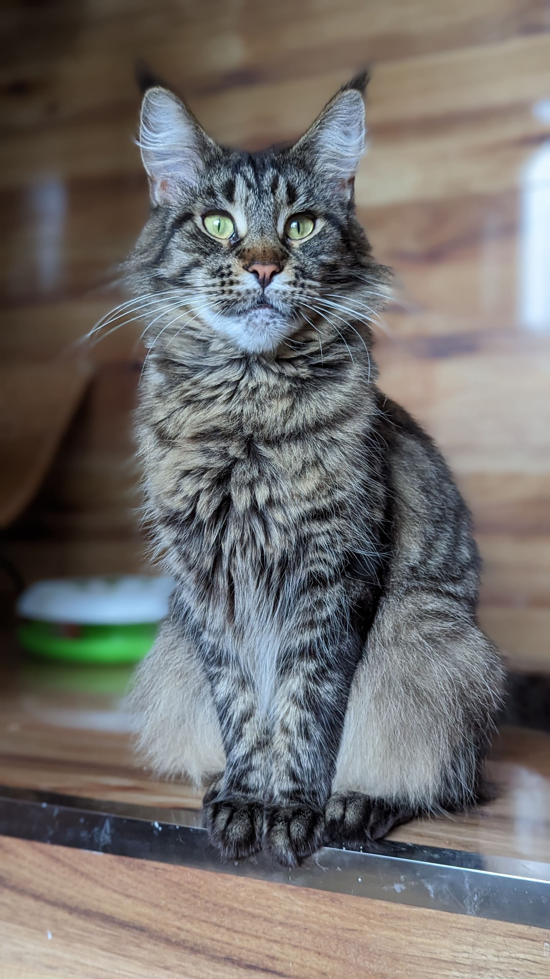 maine coon