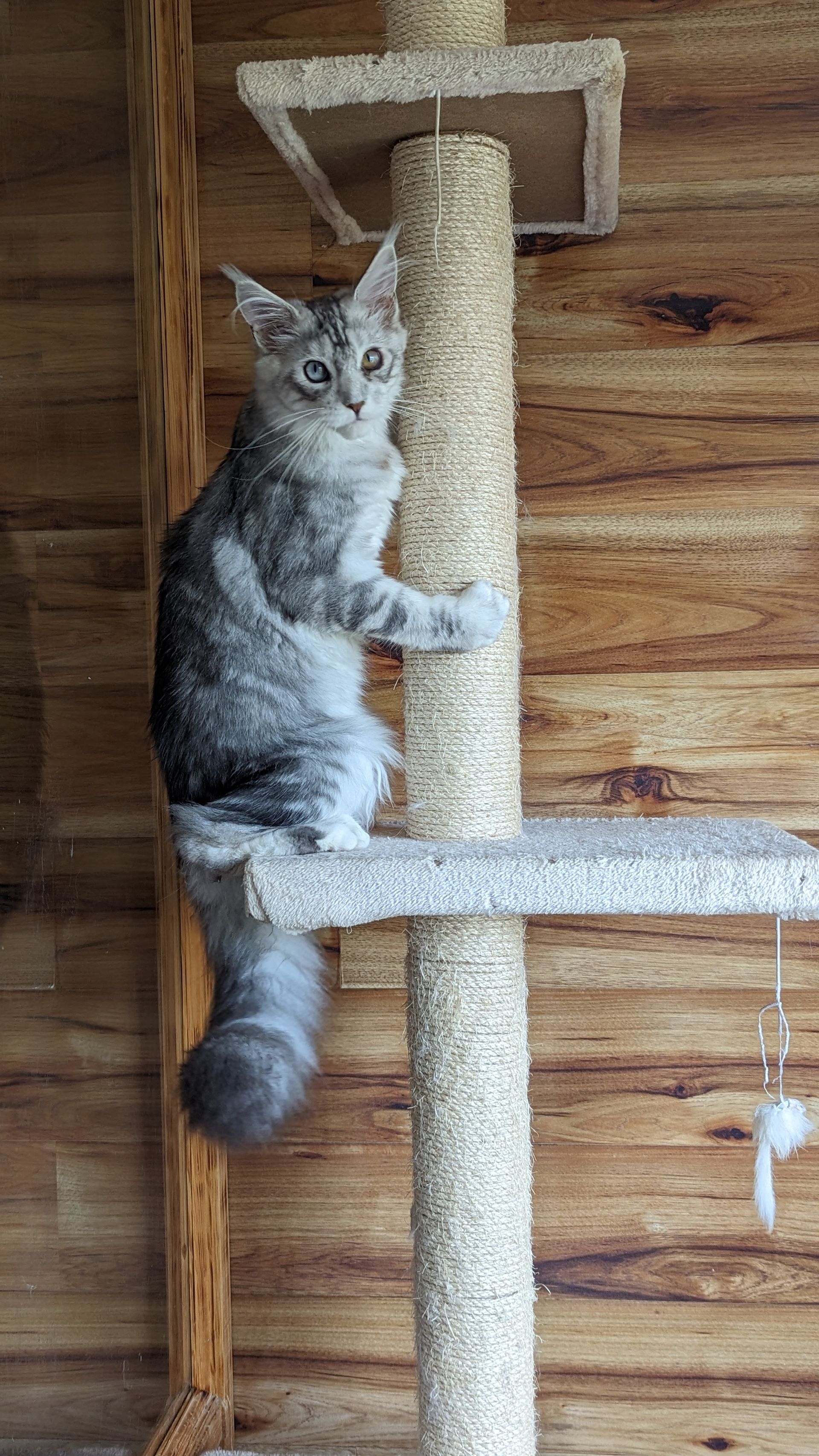 maine coon