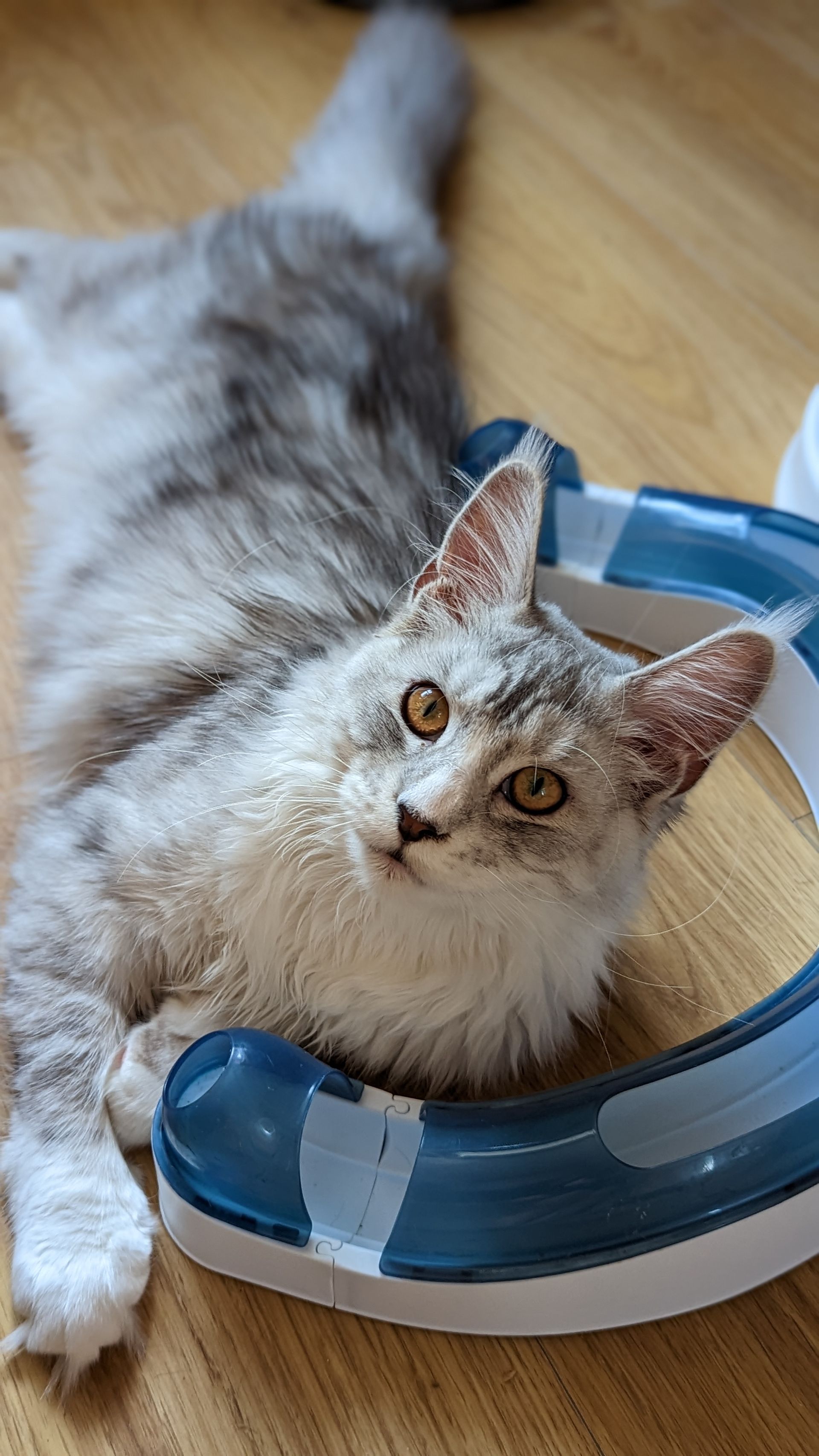 maine coon