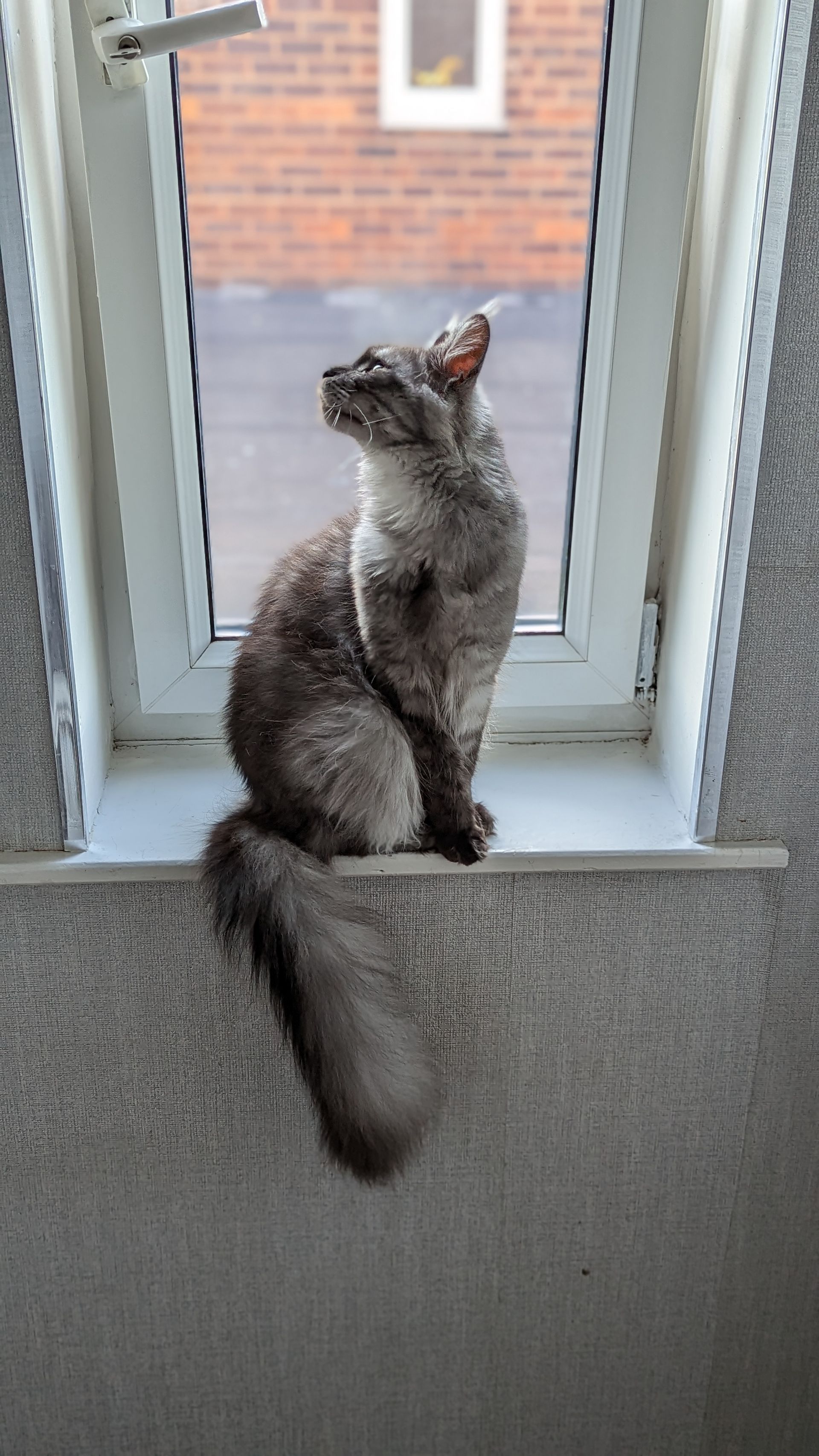 maine coon