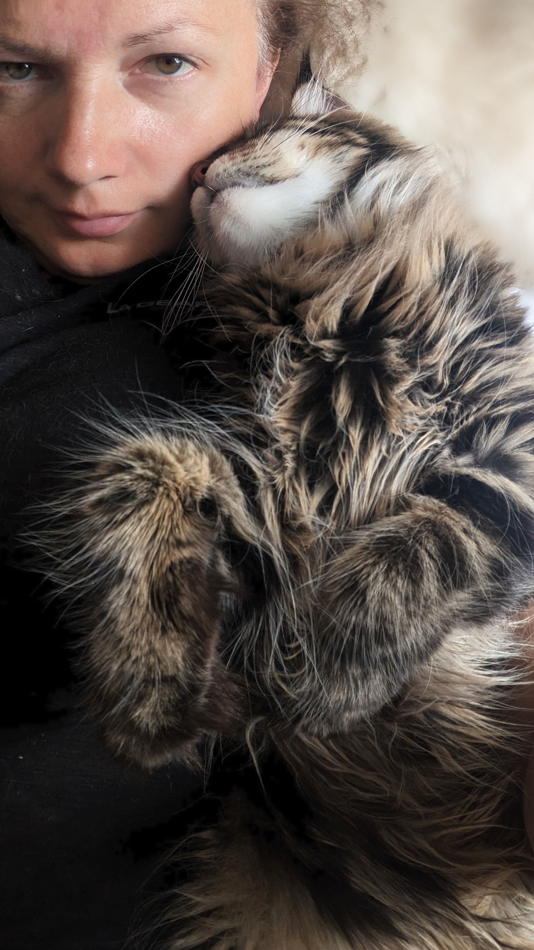 maine coon