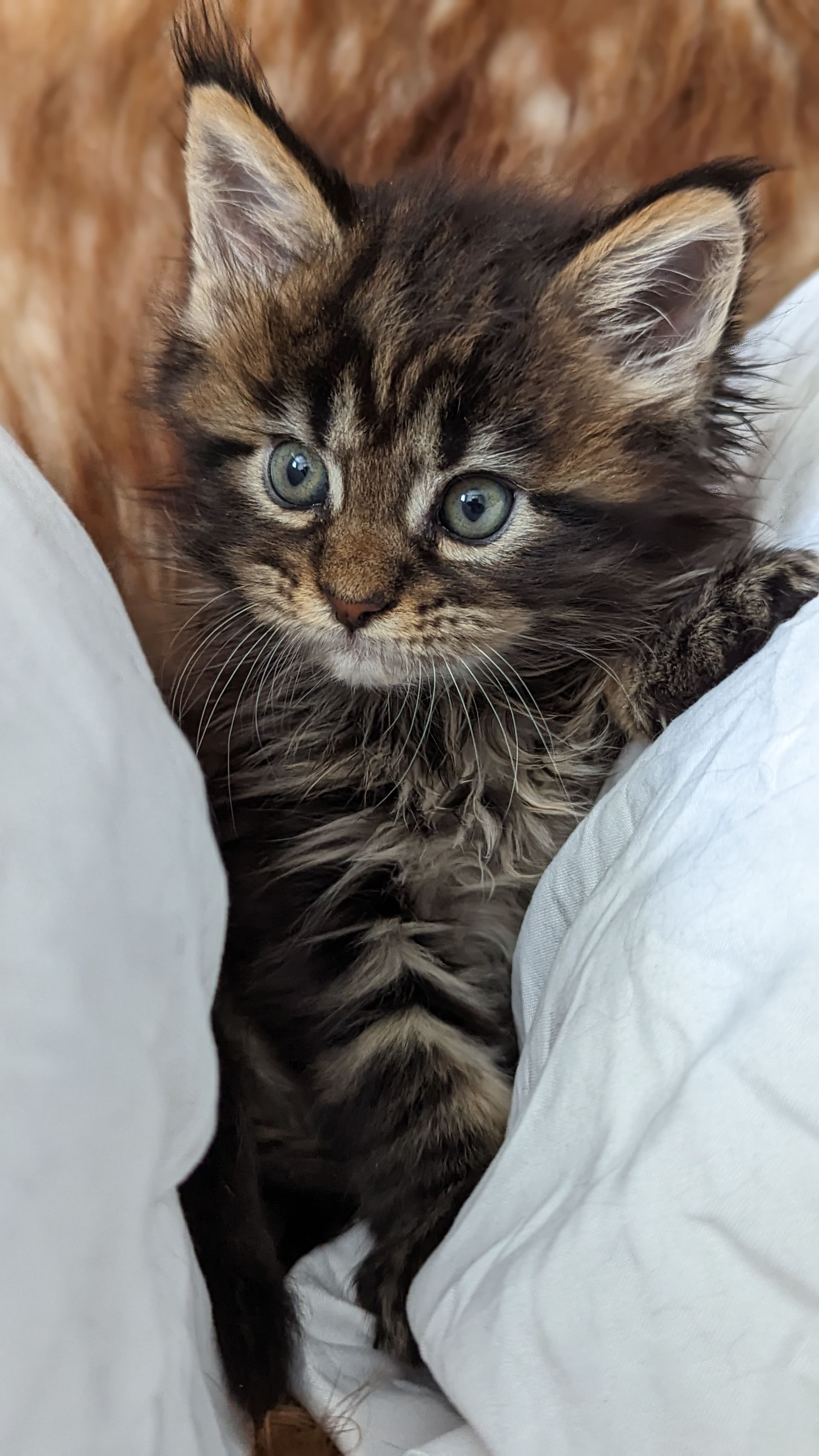 maine coon