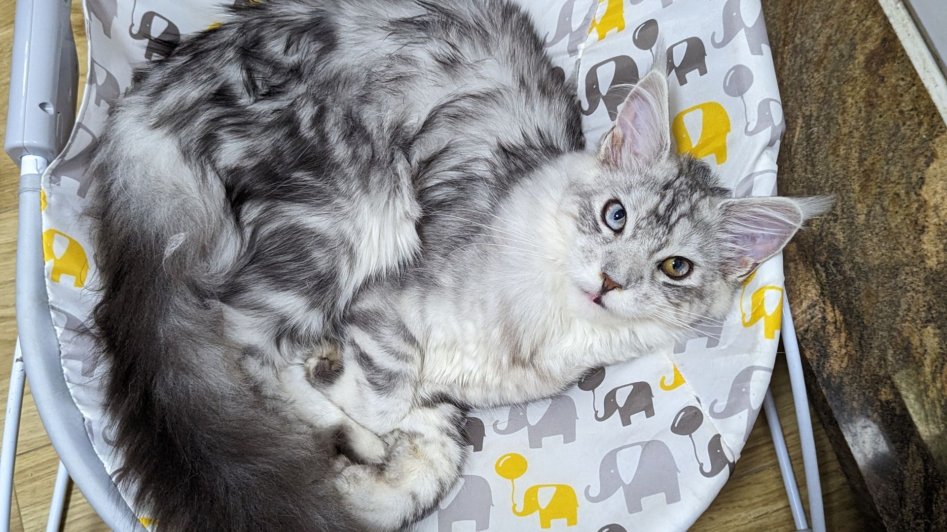maine coon
