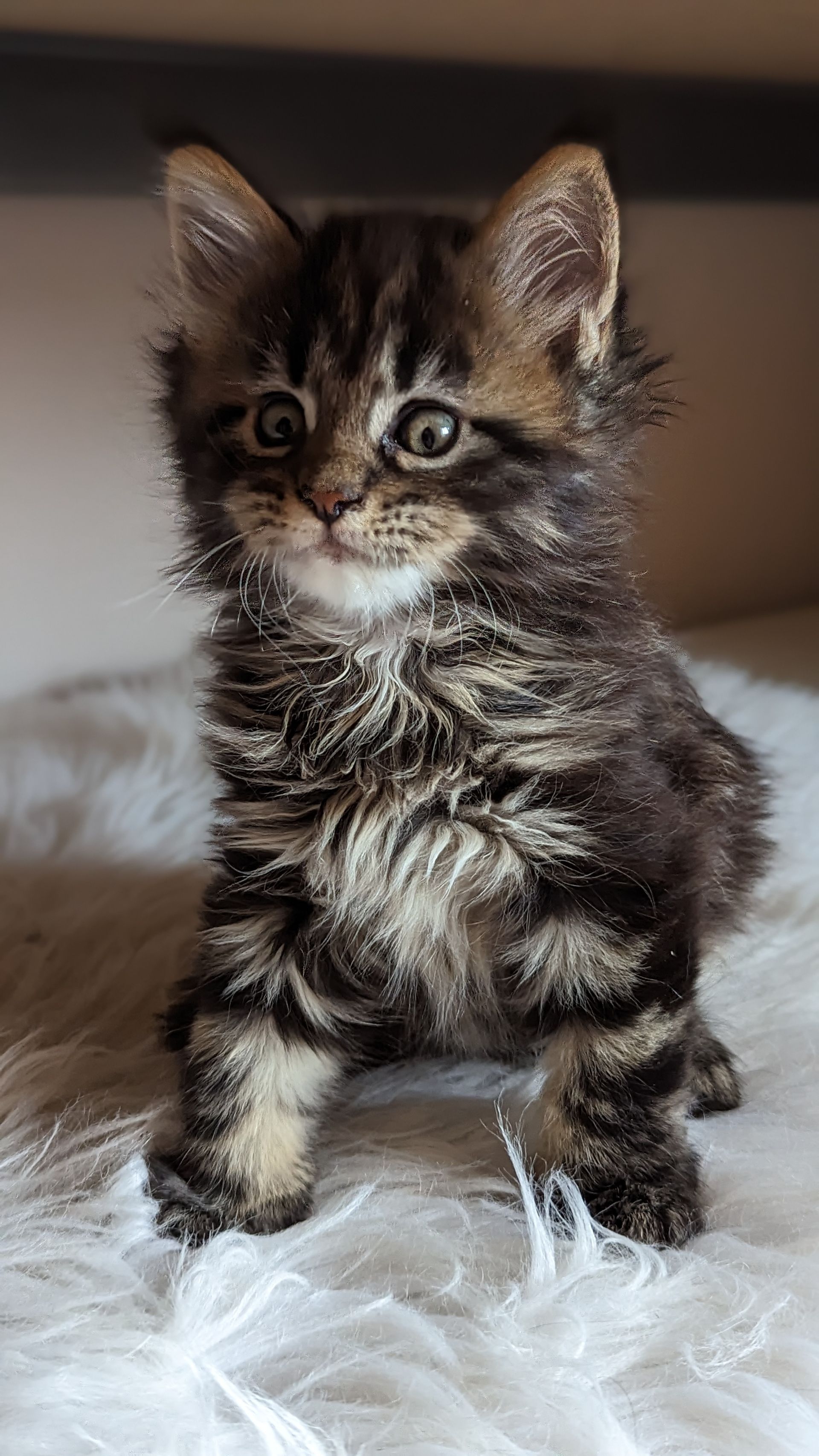 maine coon