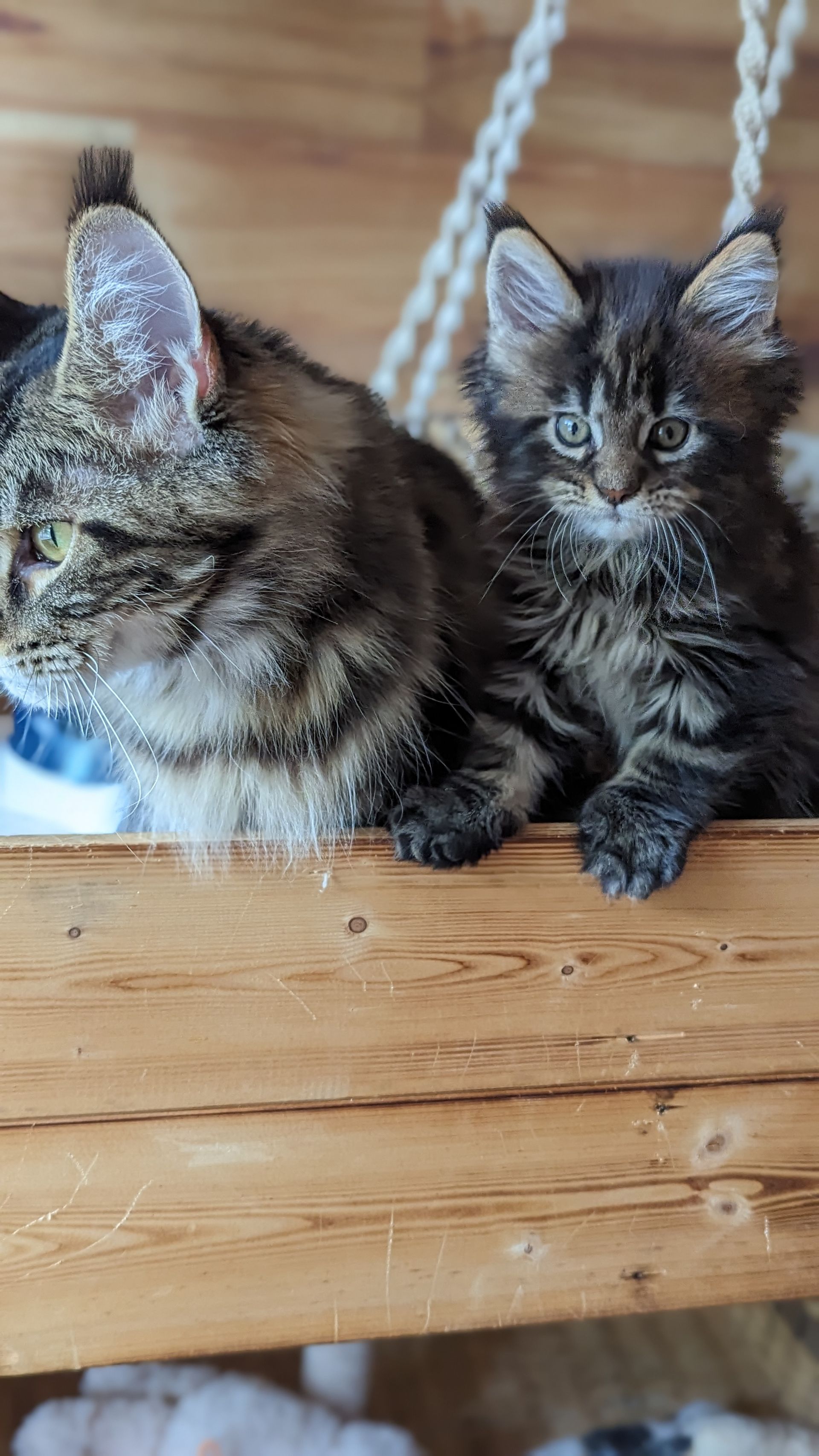 maine coon