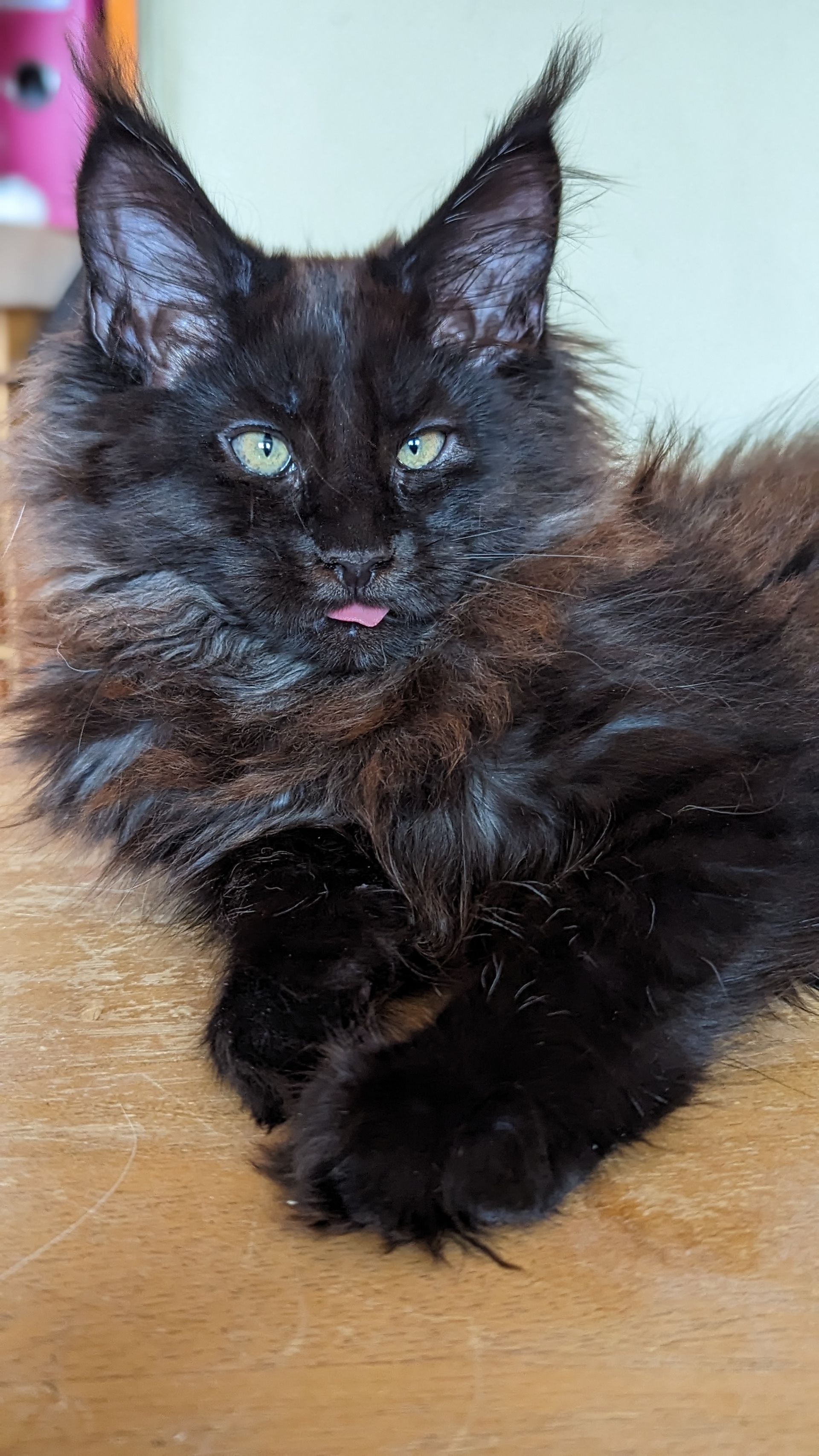 maine coon