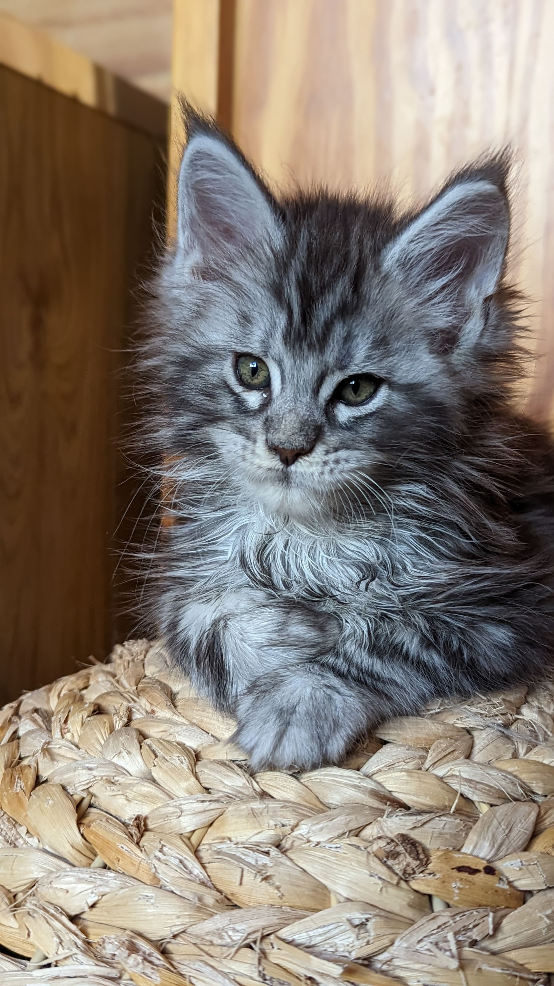 maine coon