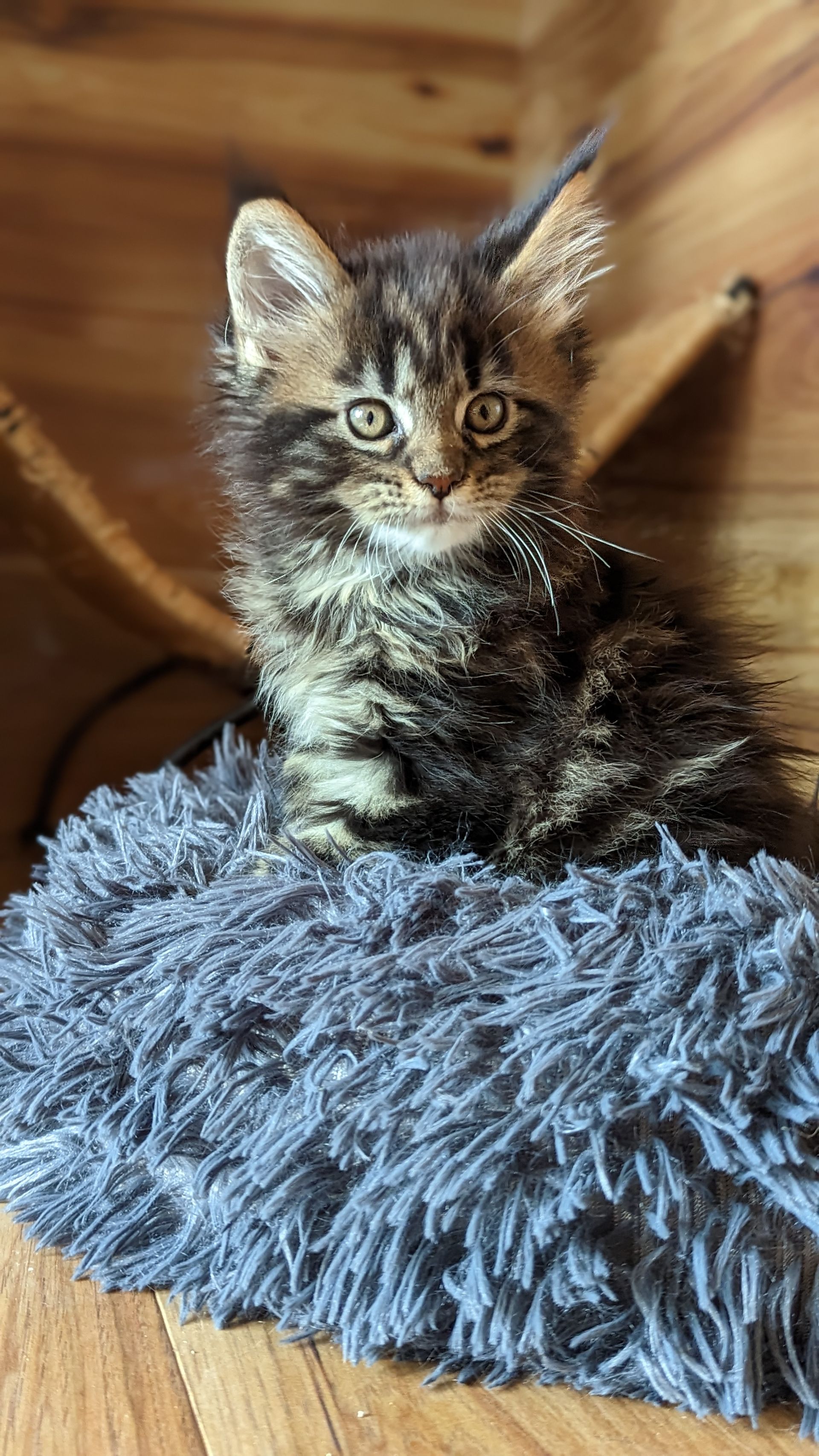 maine coon