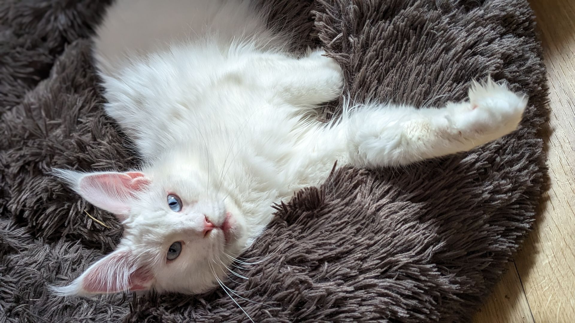 maine coon
