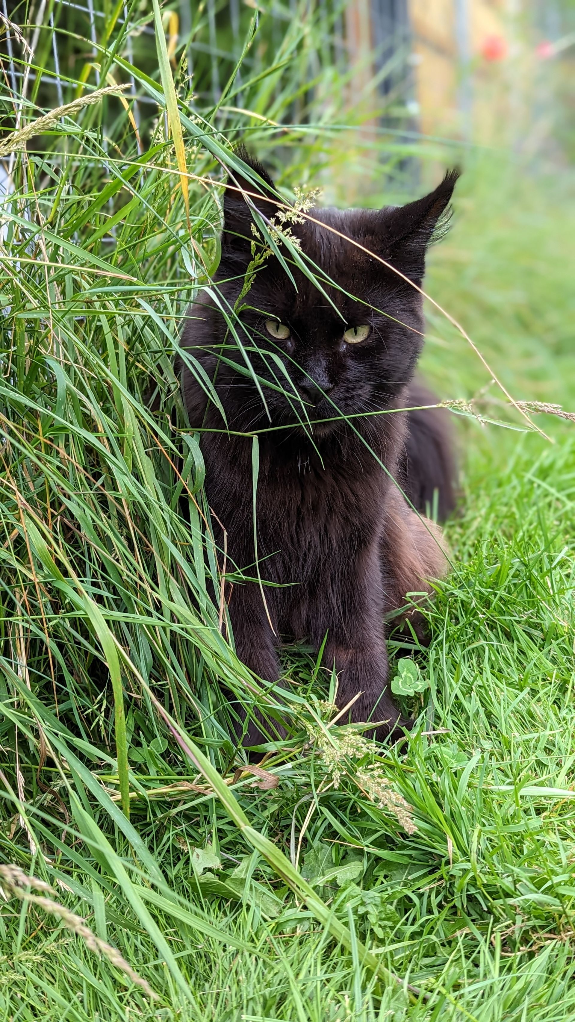 maine coon