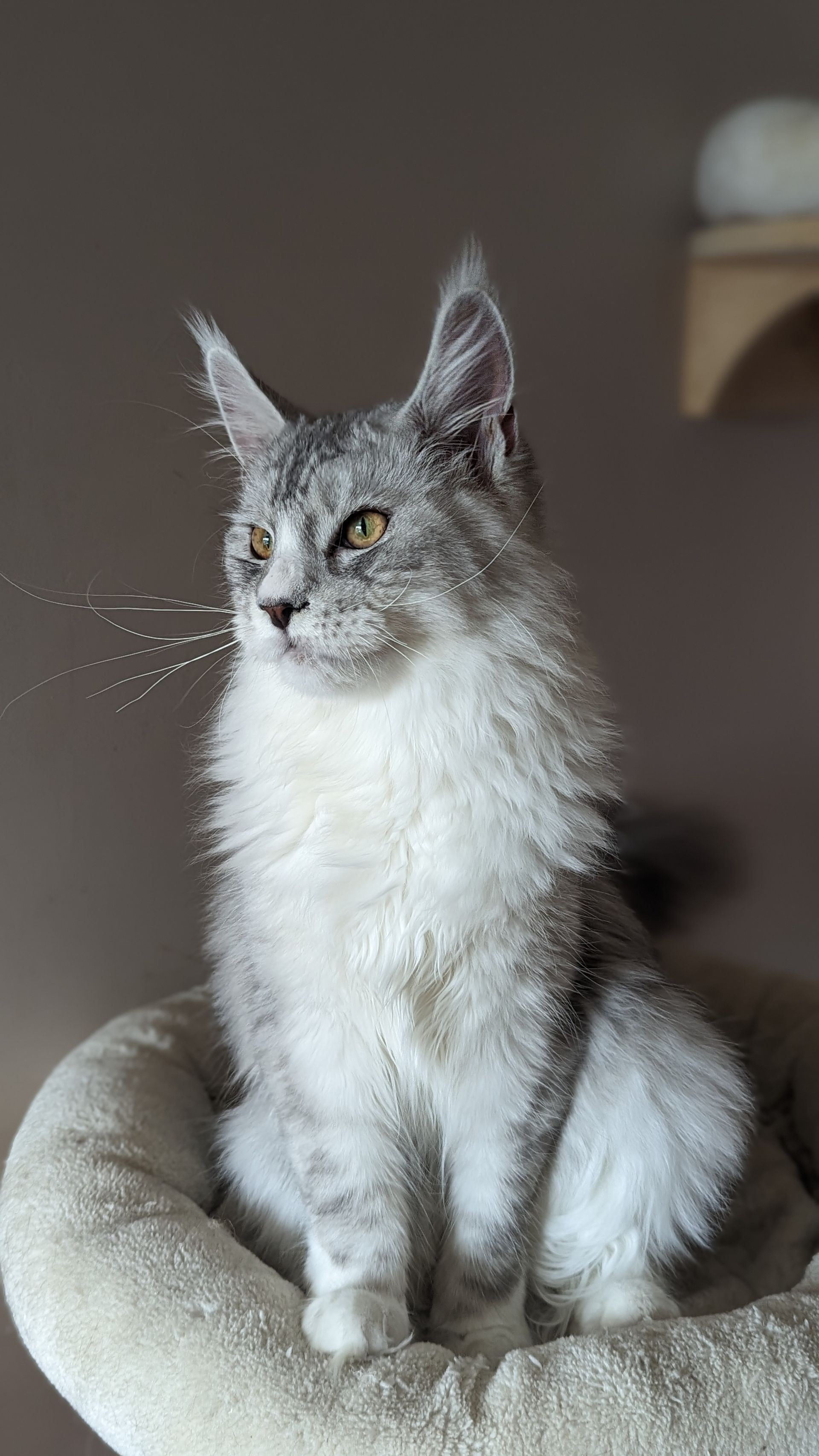 maine coon