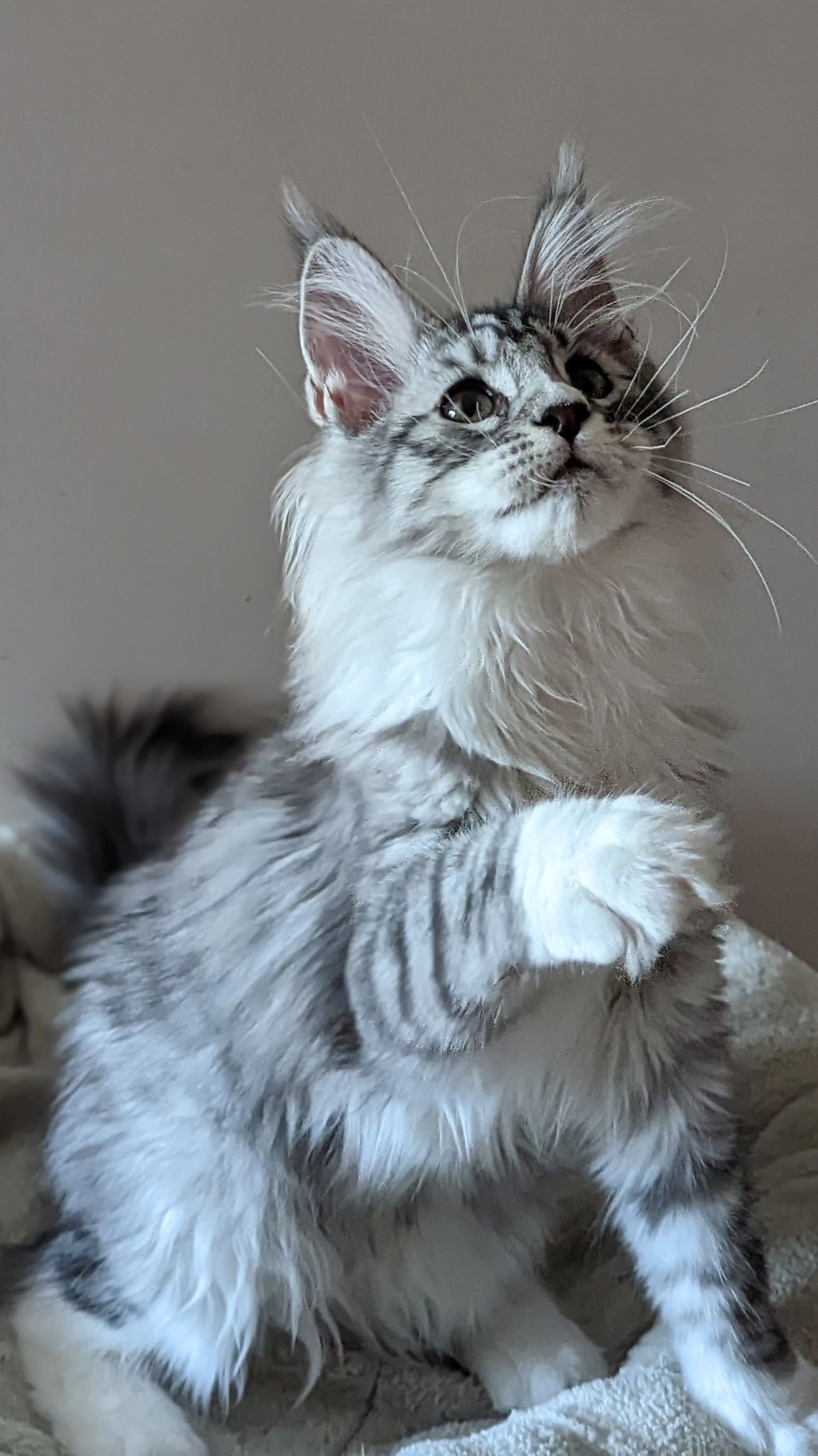 maine coon