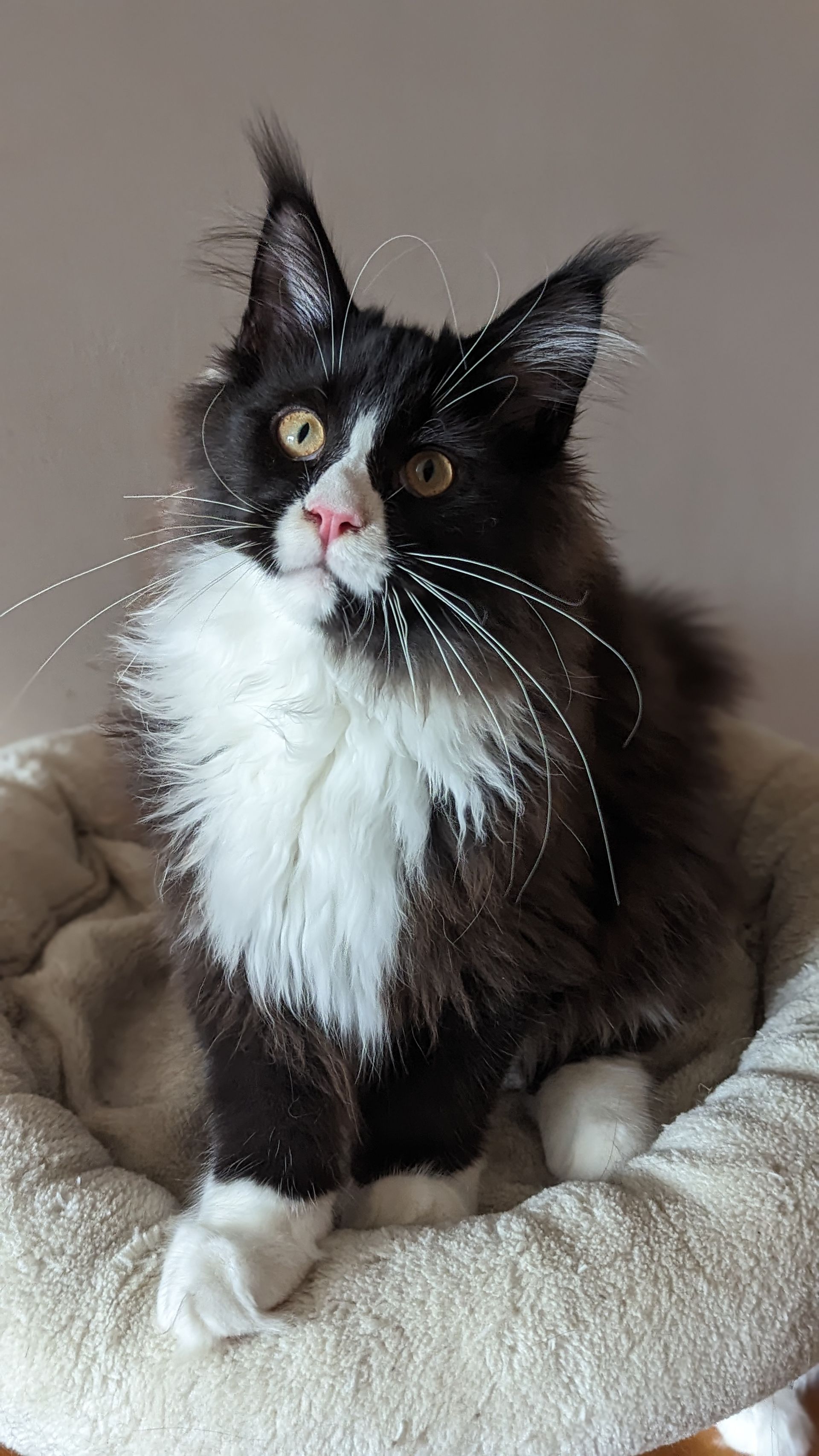 maine coon