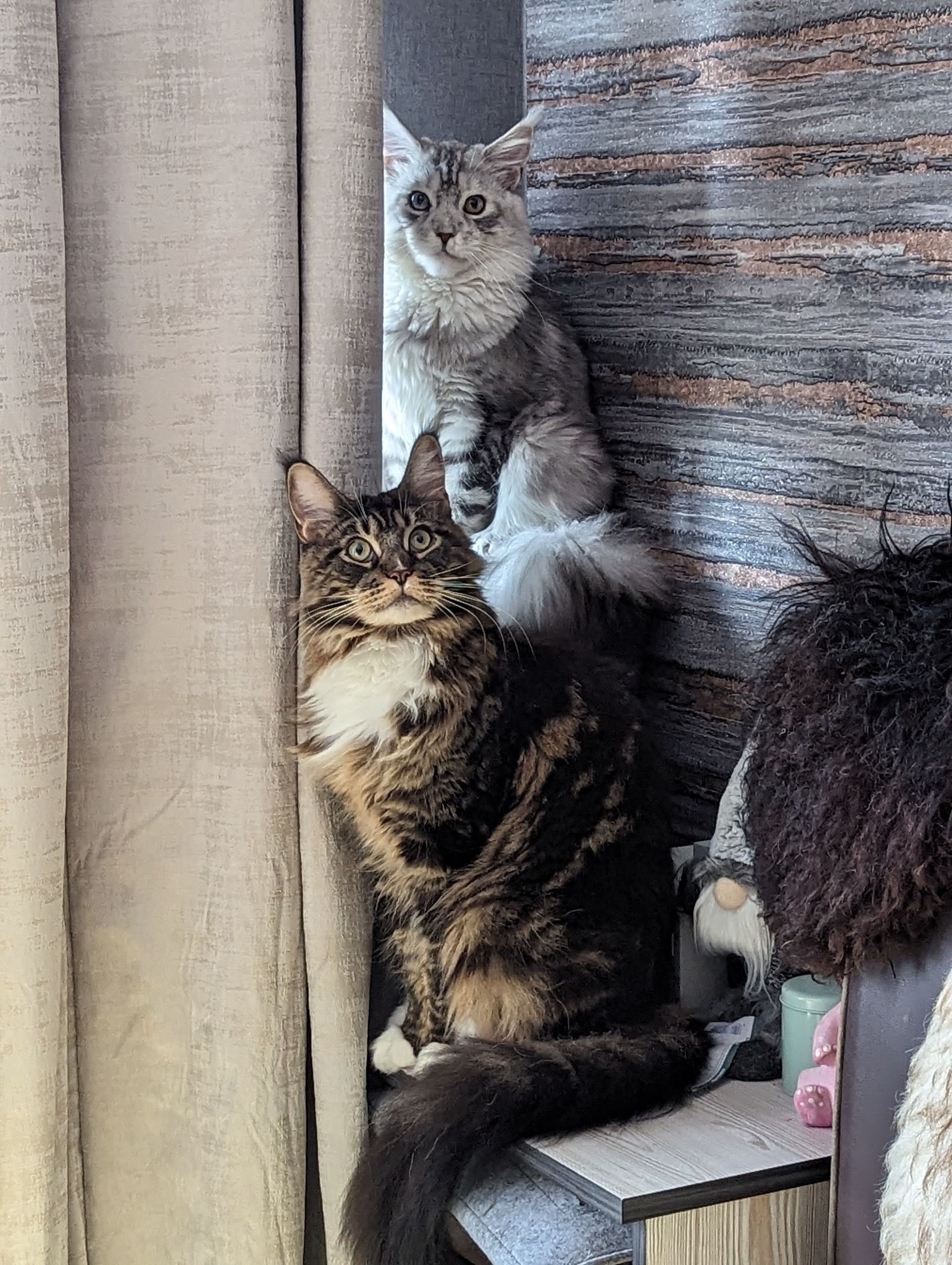 Fluffy Cat
