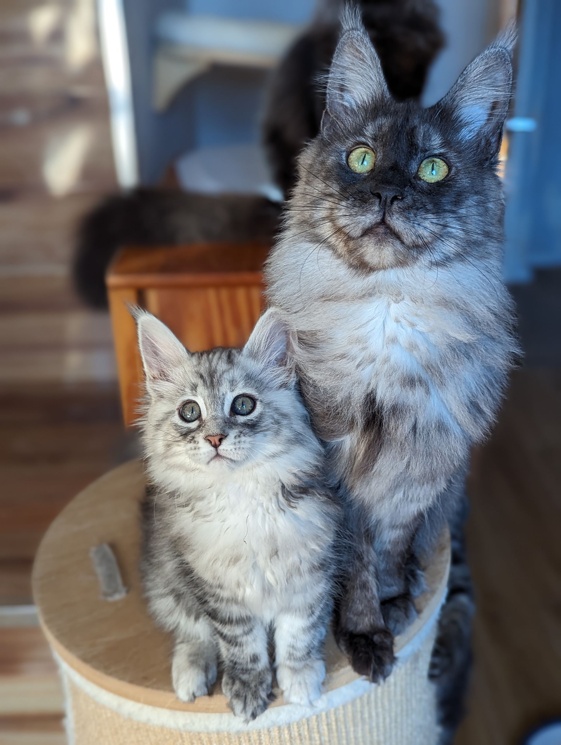 Fluffy Cat