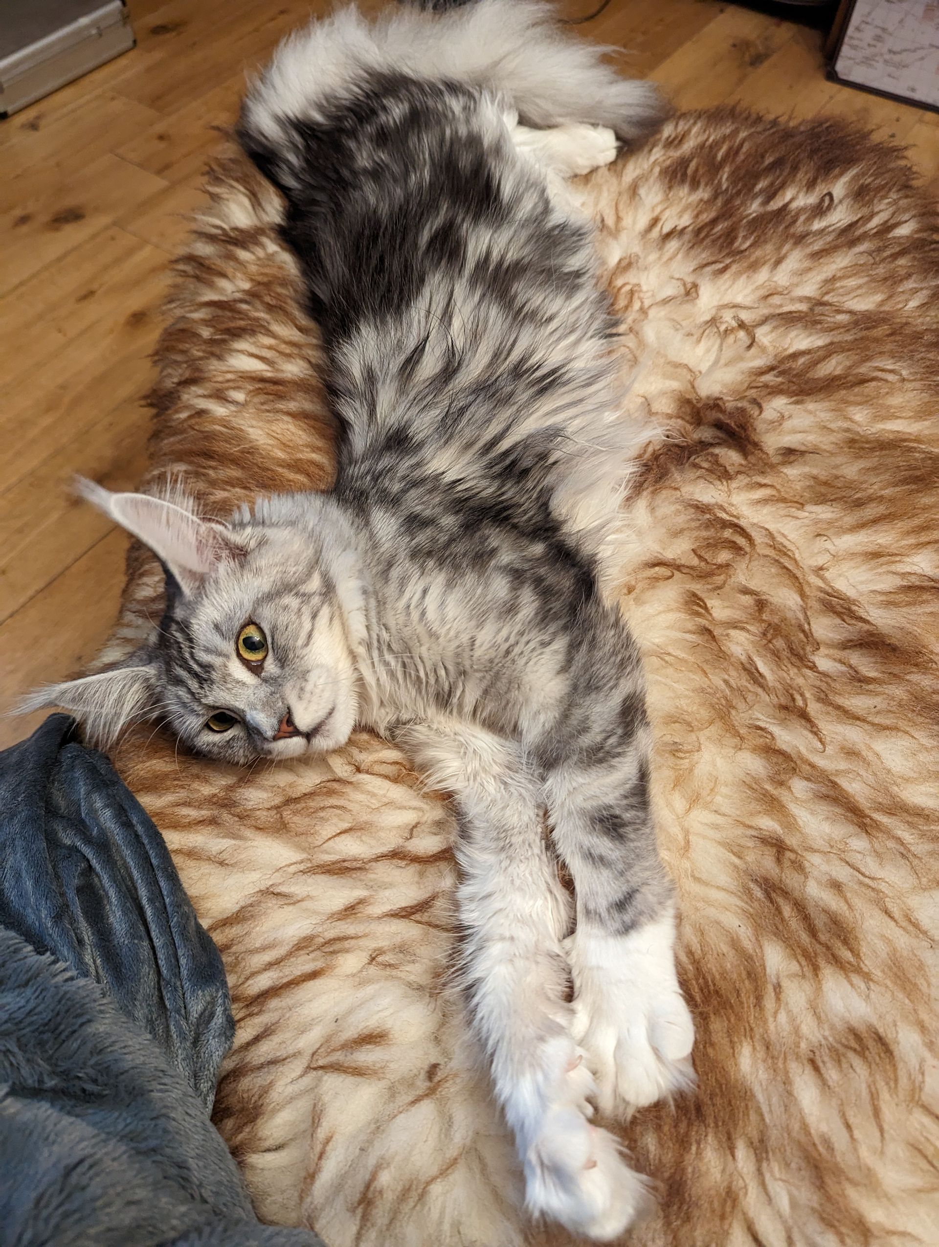 Fluffy Cat