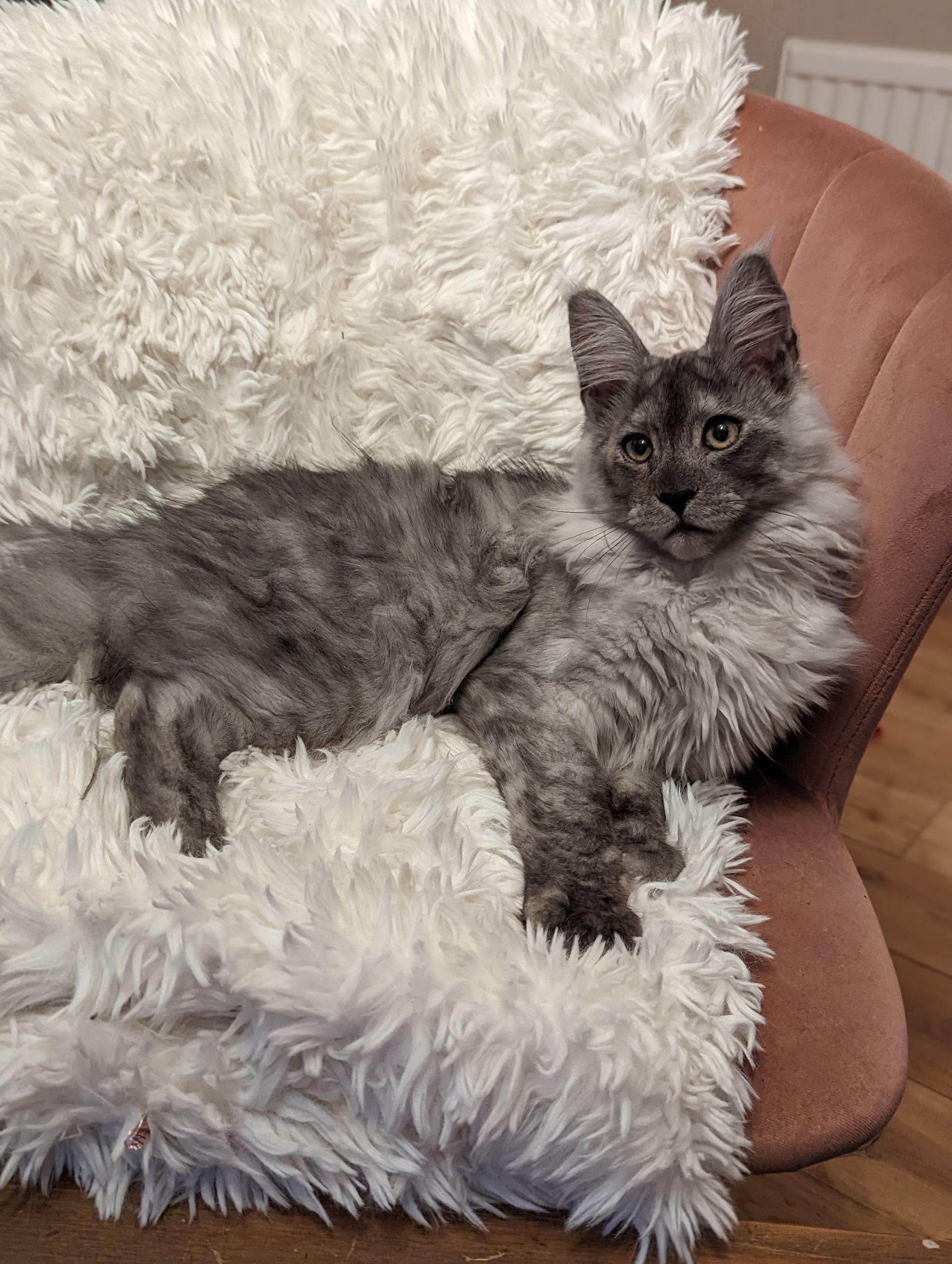Fluffy Cat