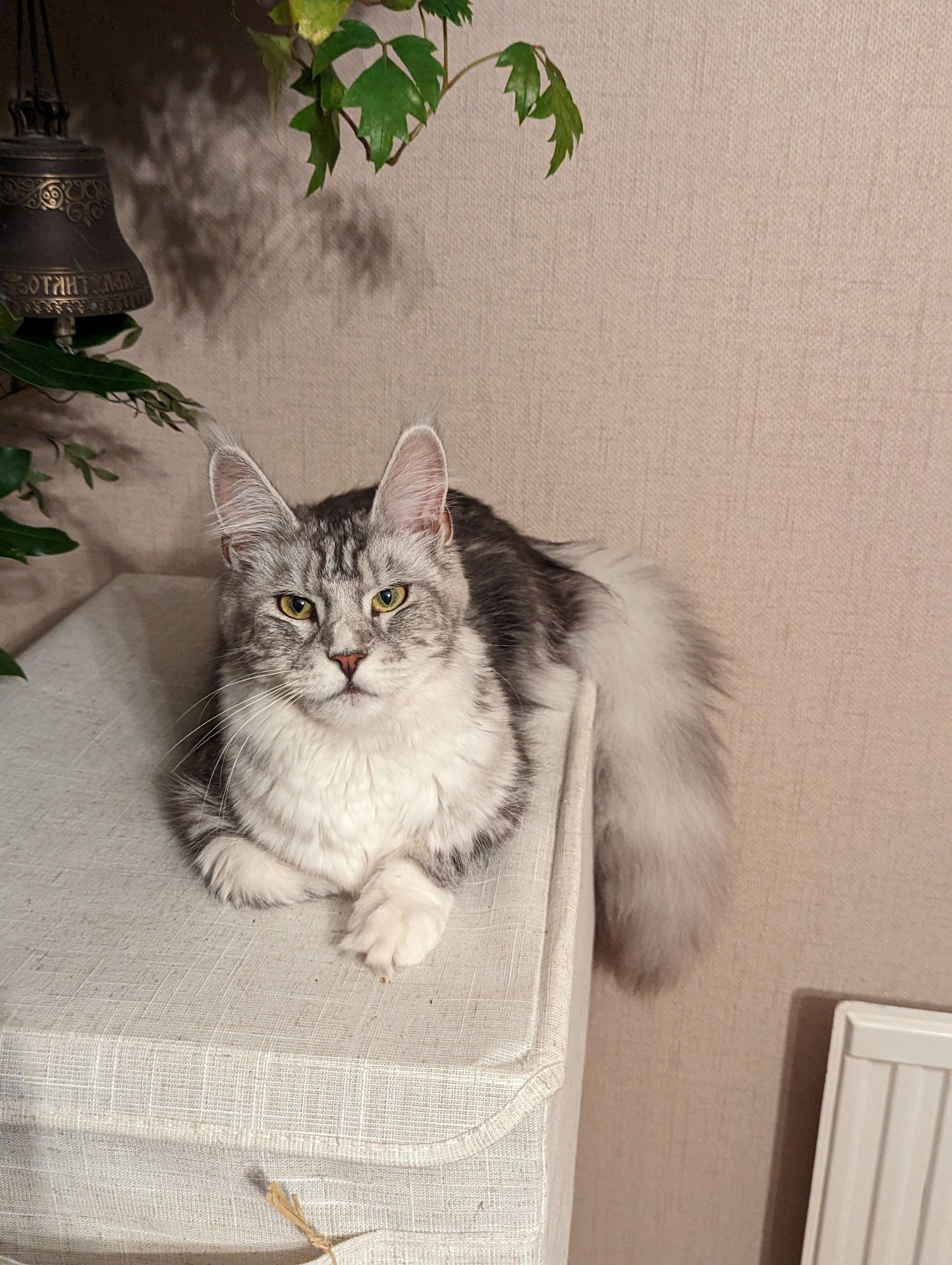 Fluffy Cat