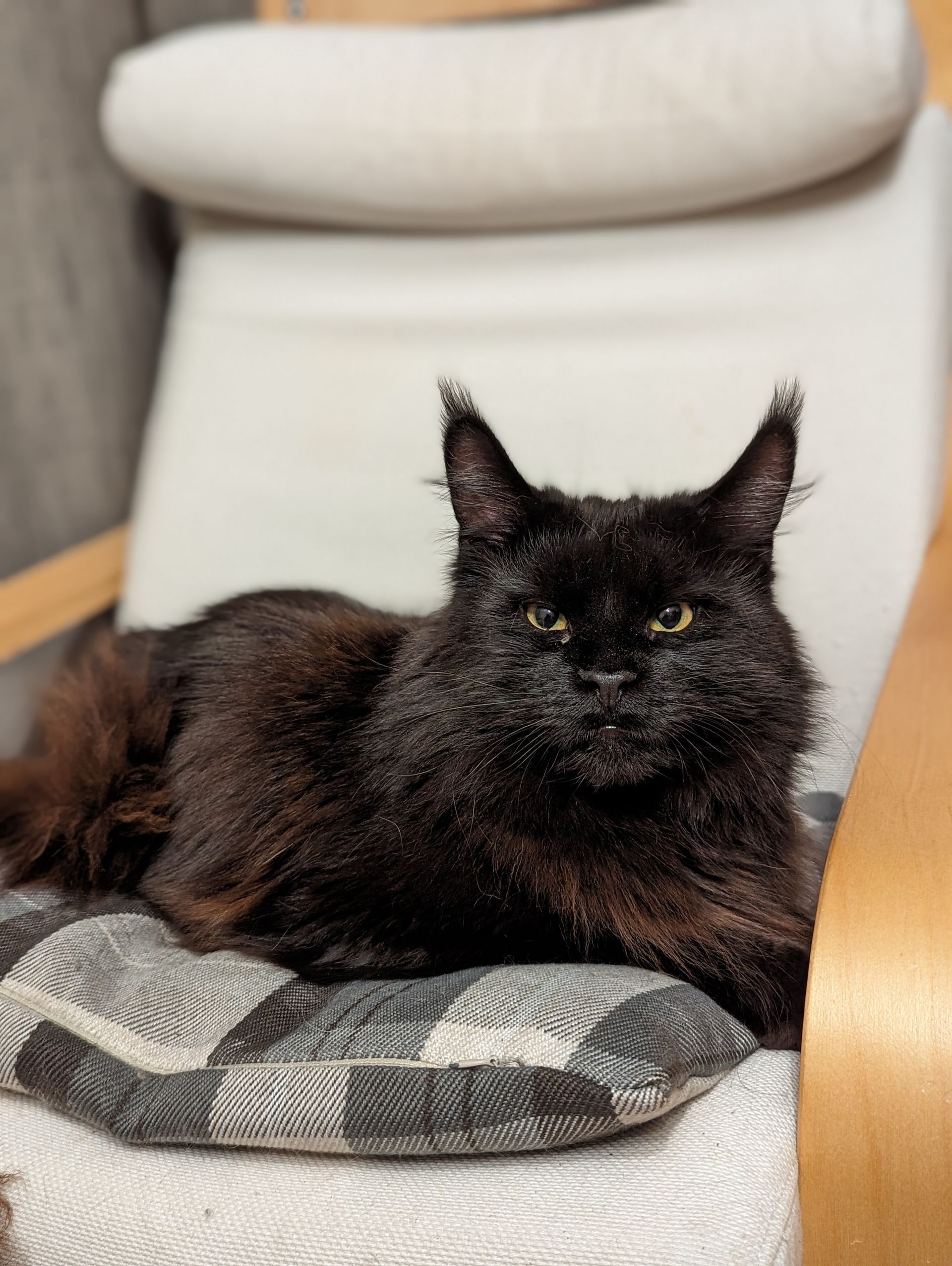 Fluffy Cat