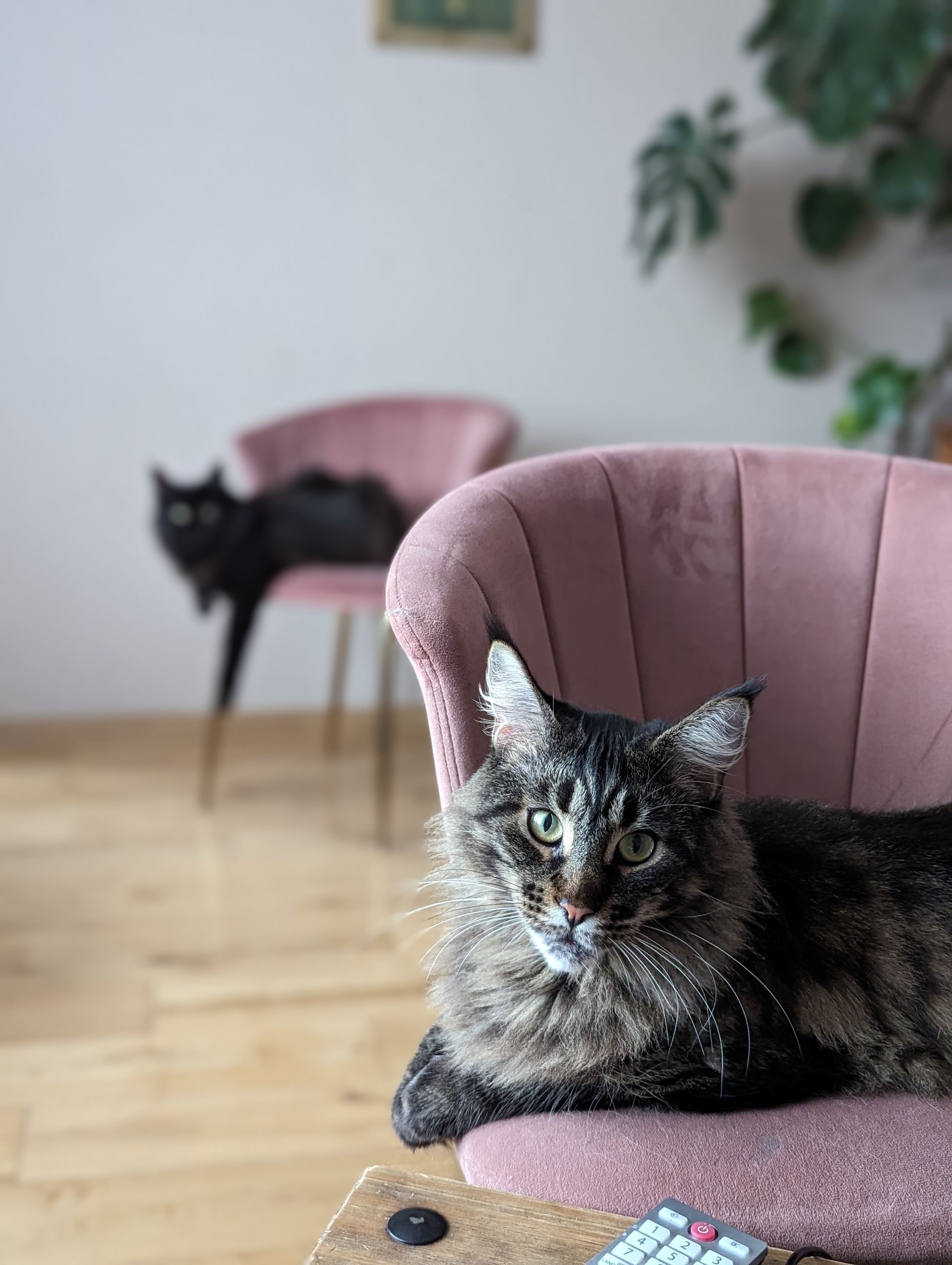 Fluffy Cat
