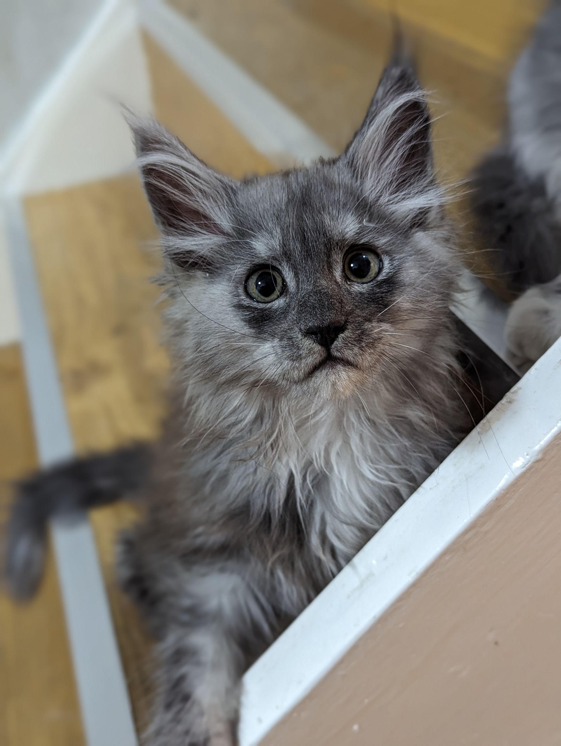 Fluffy Cat