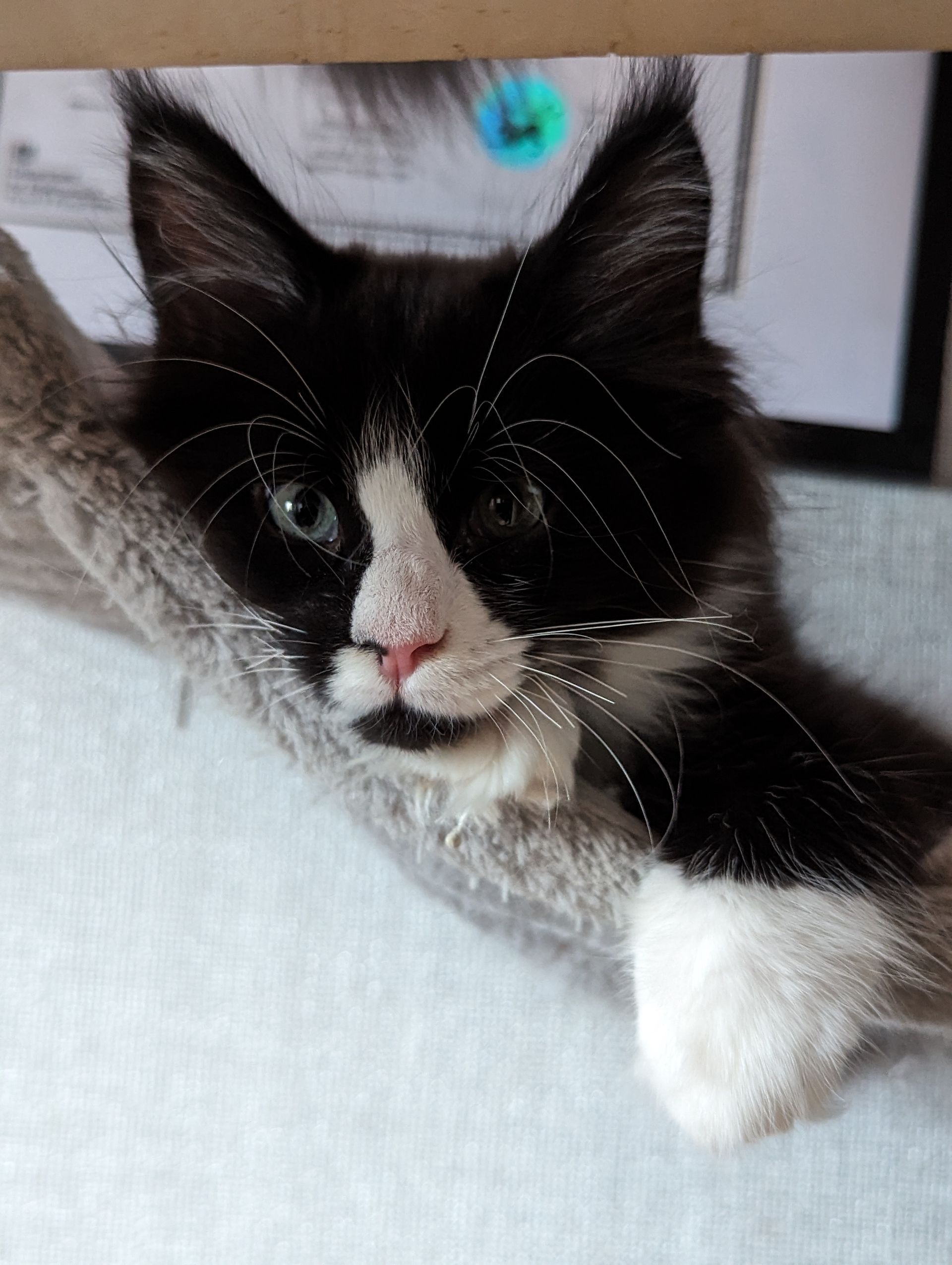 maine coon