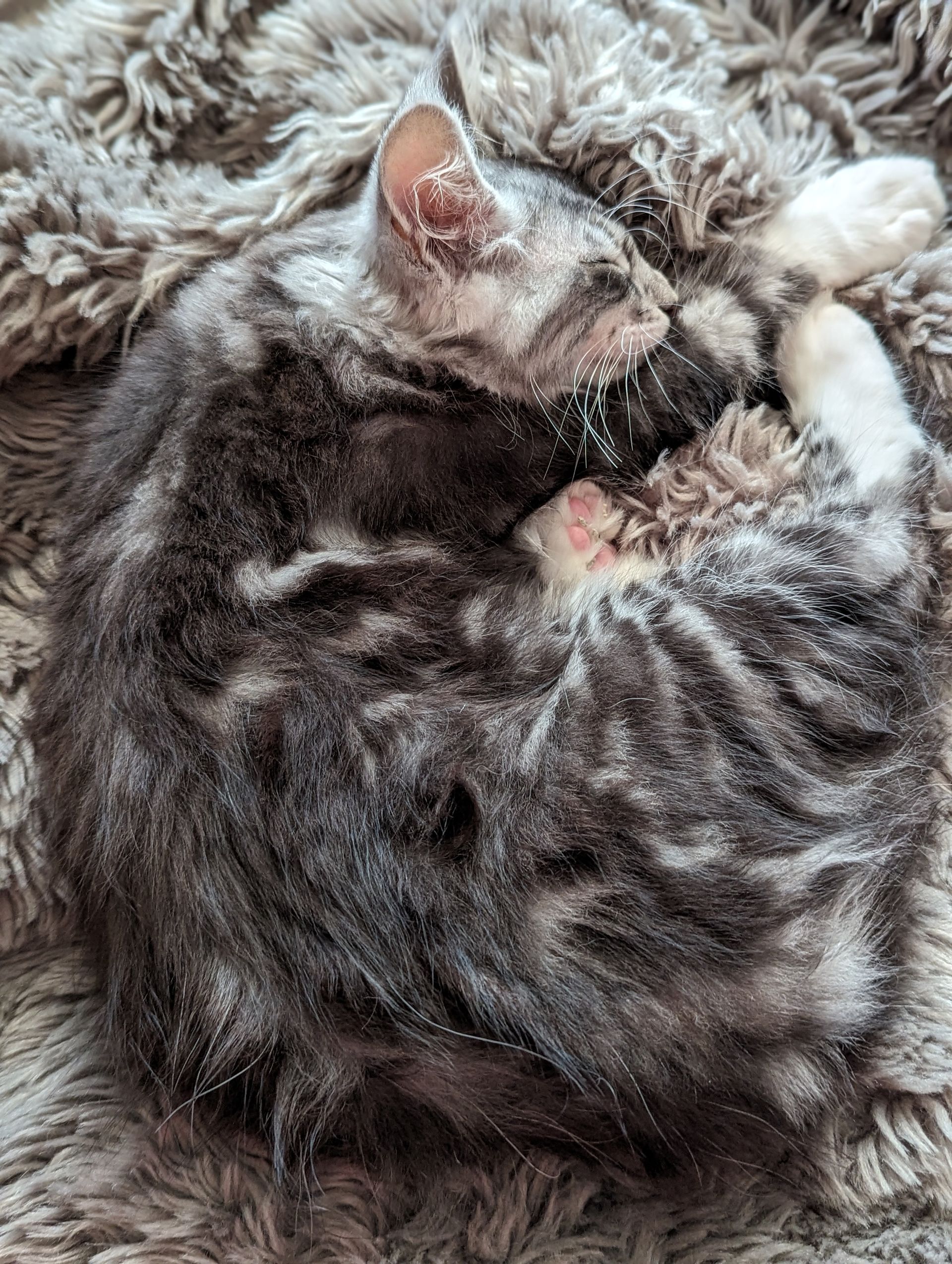 Fluffy Cat