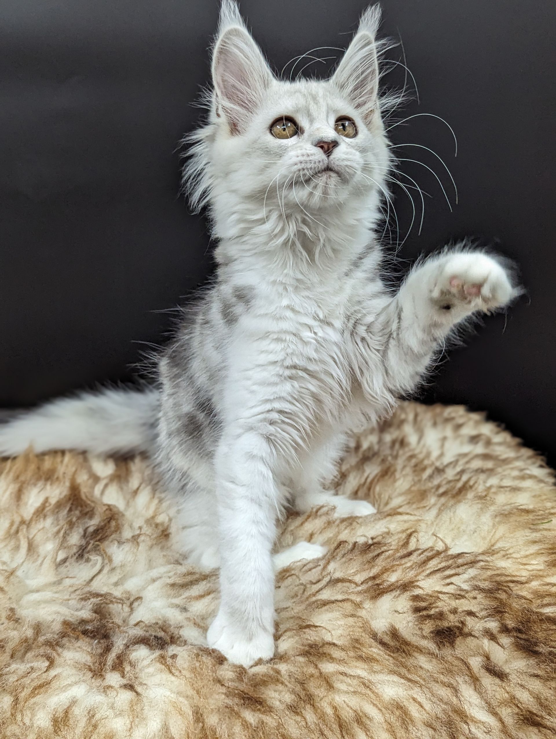 maine coon