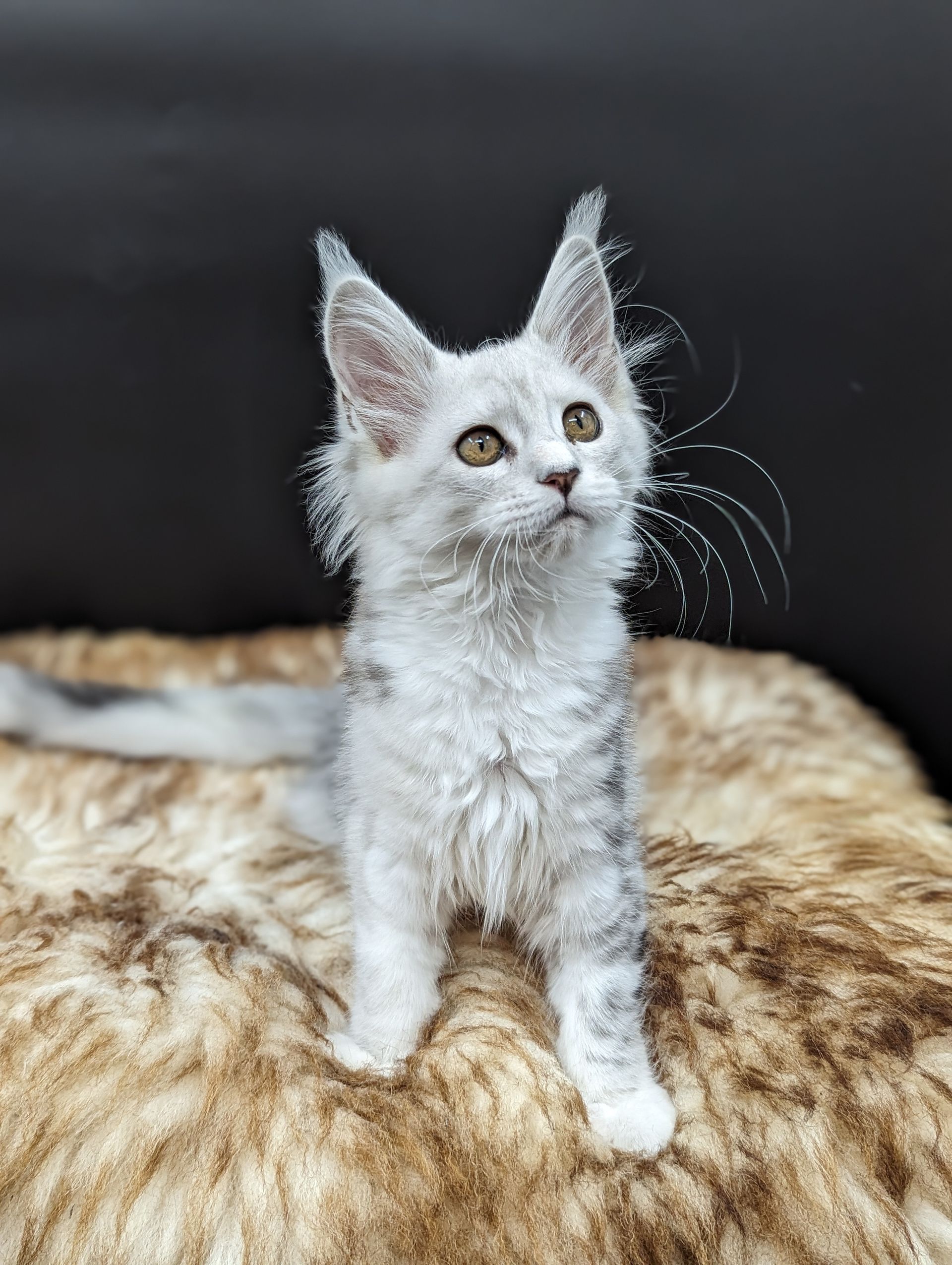 maine coon
