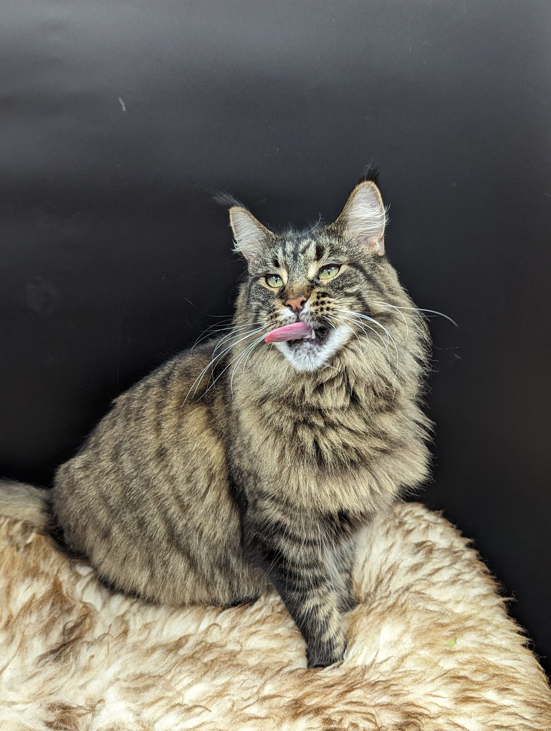 Fluffy Cat
