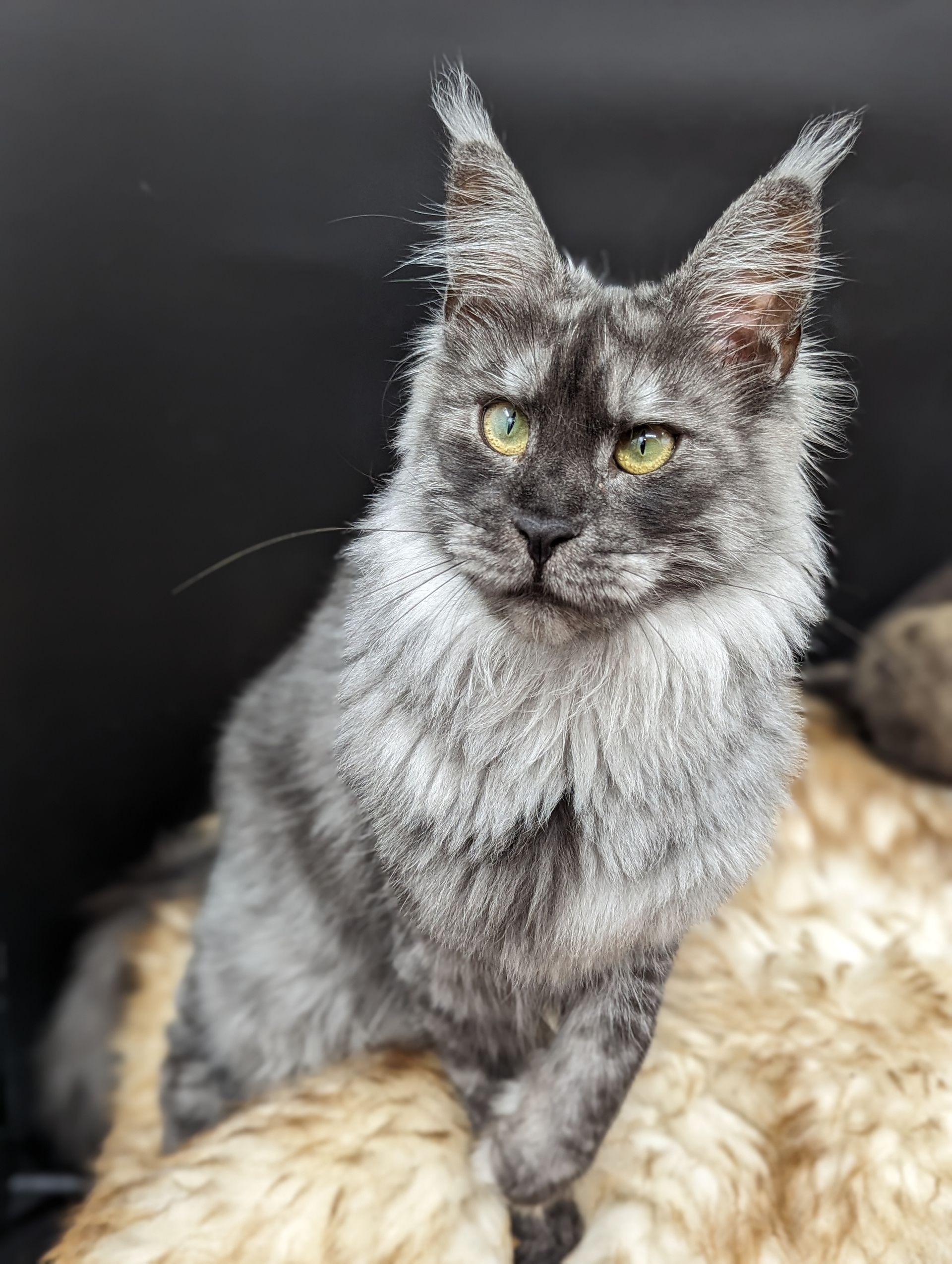 maine coon