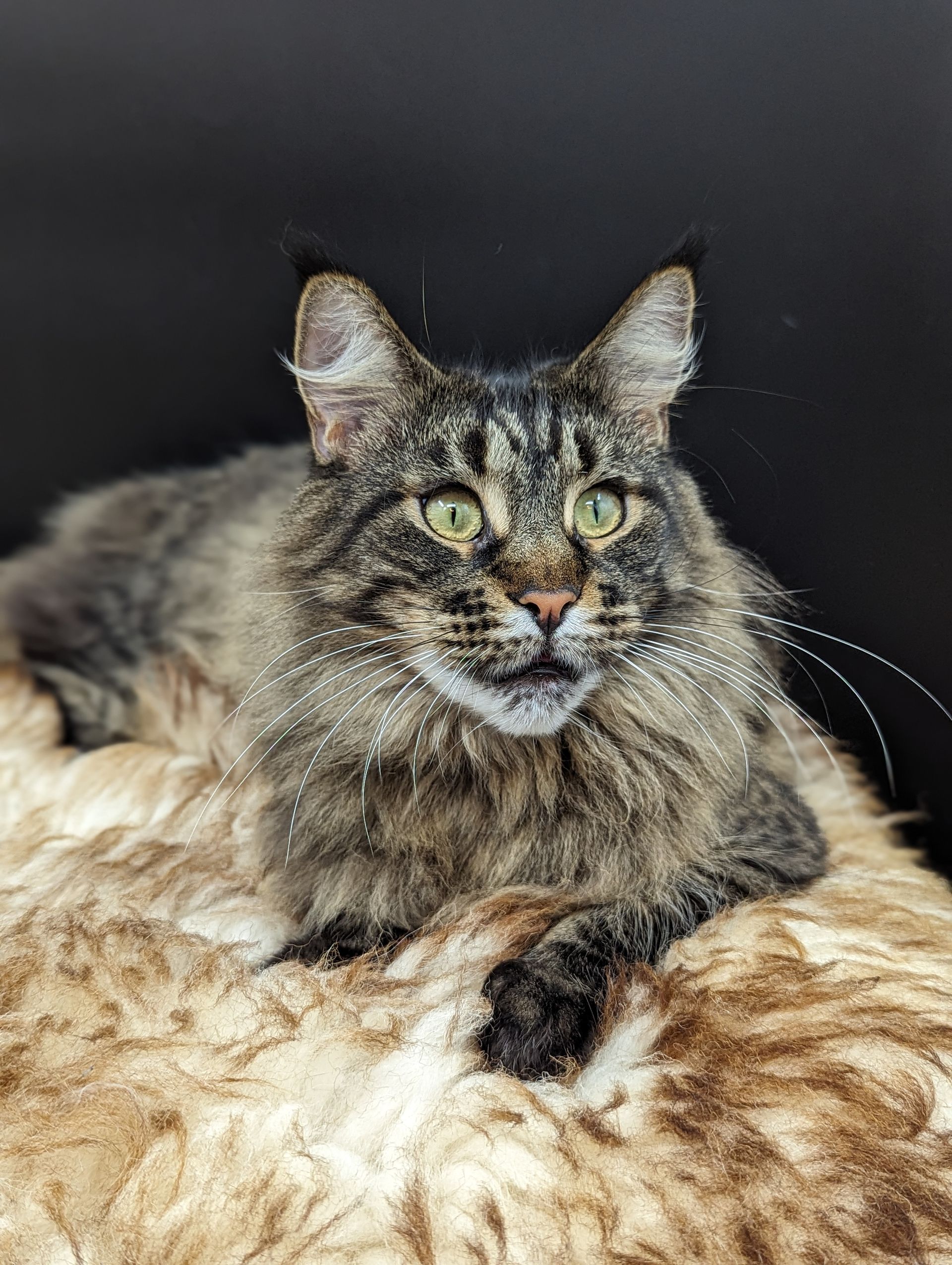 maine coon