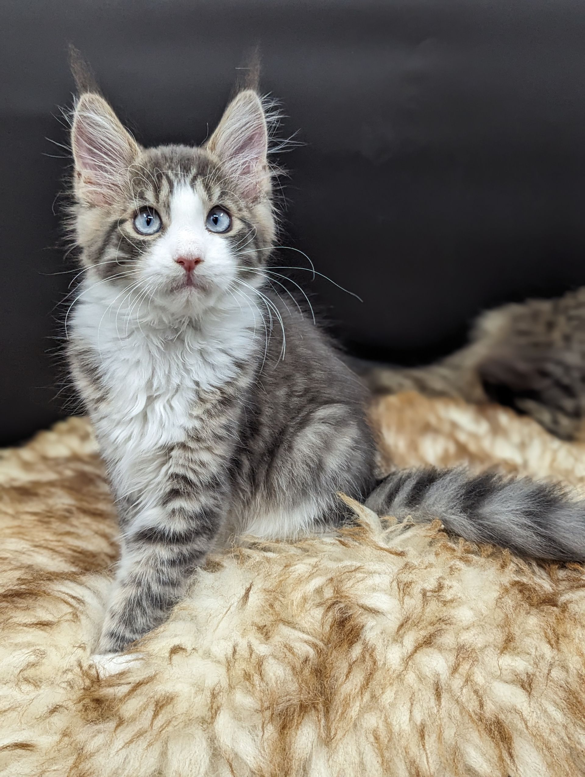 maine coon