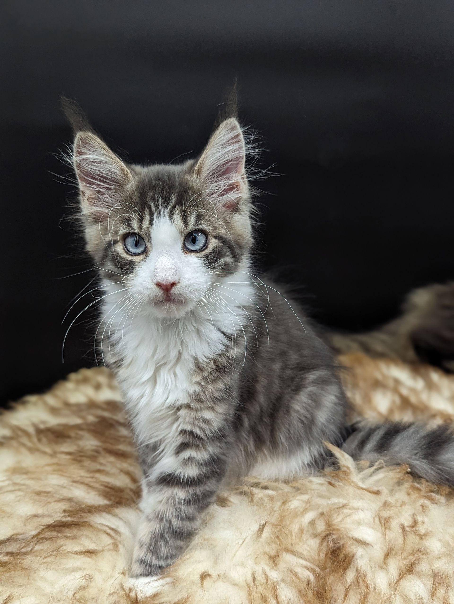 maine coon