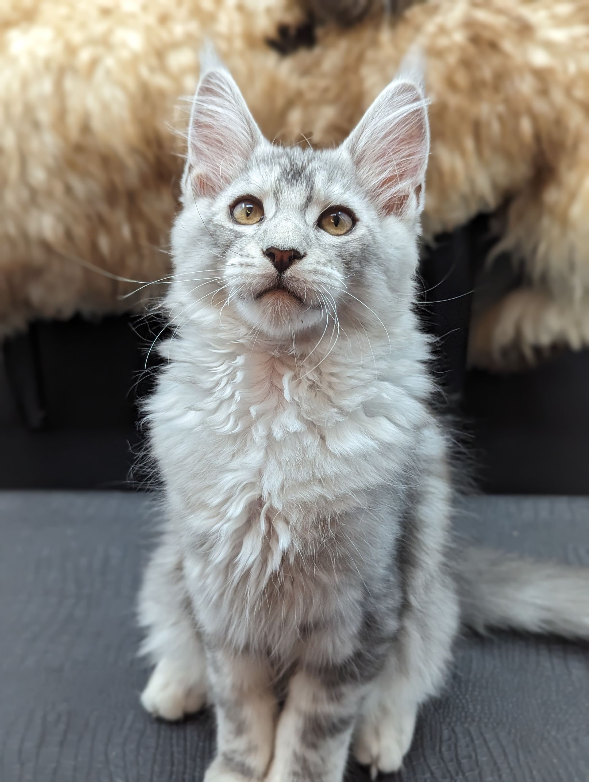 maine coon
