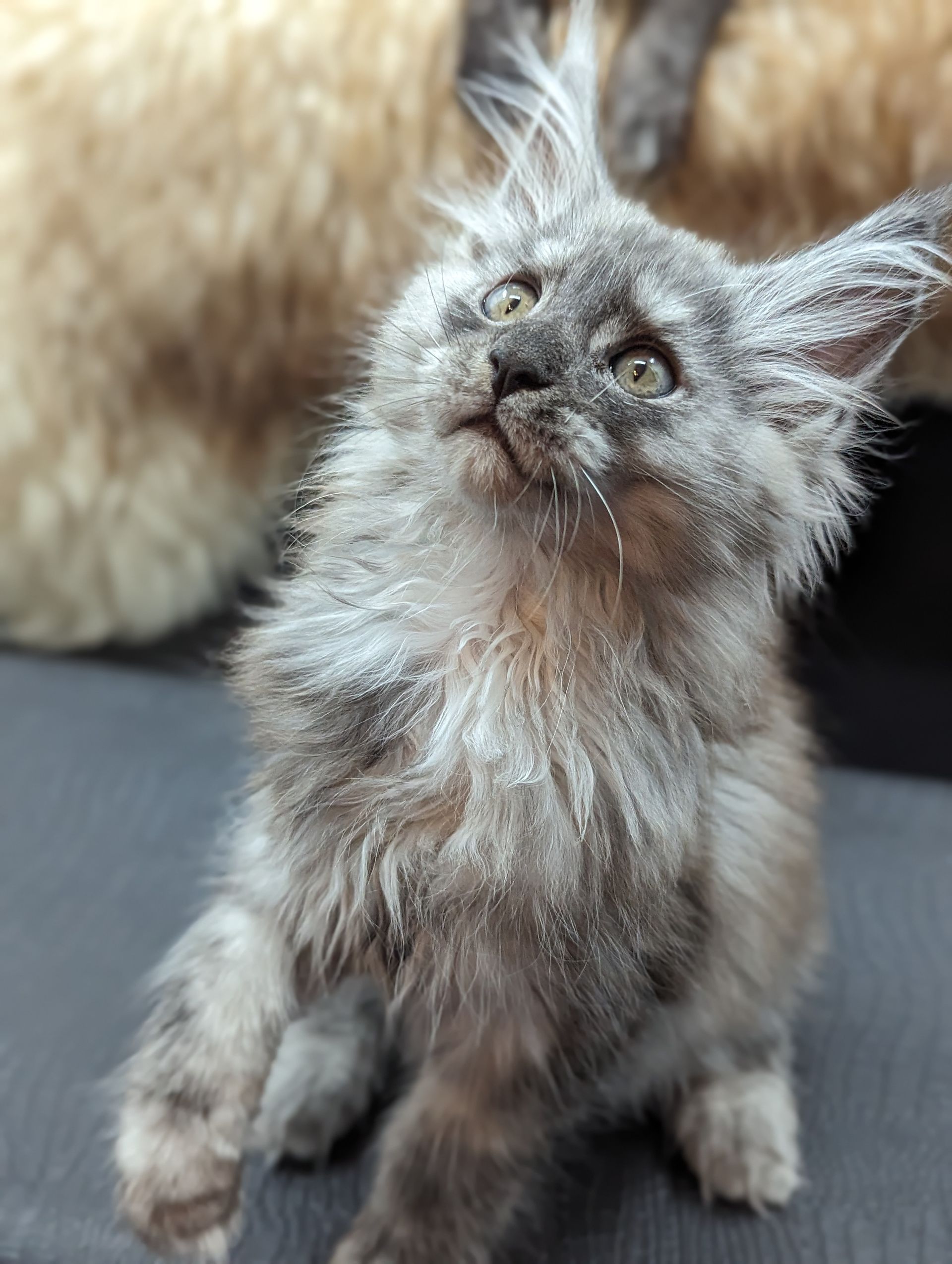 Fluffy Cat