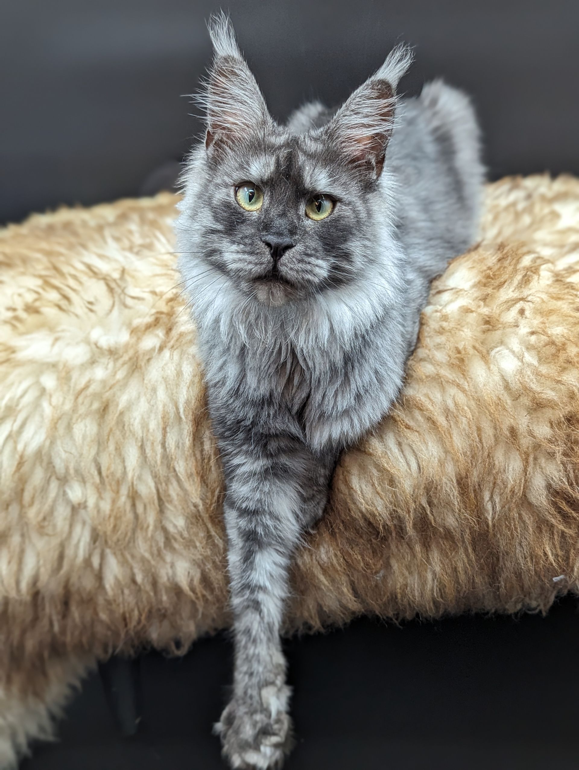 maine coon