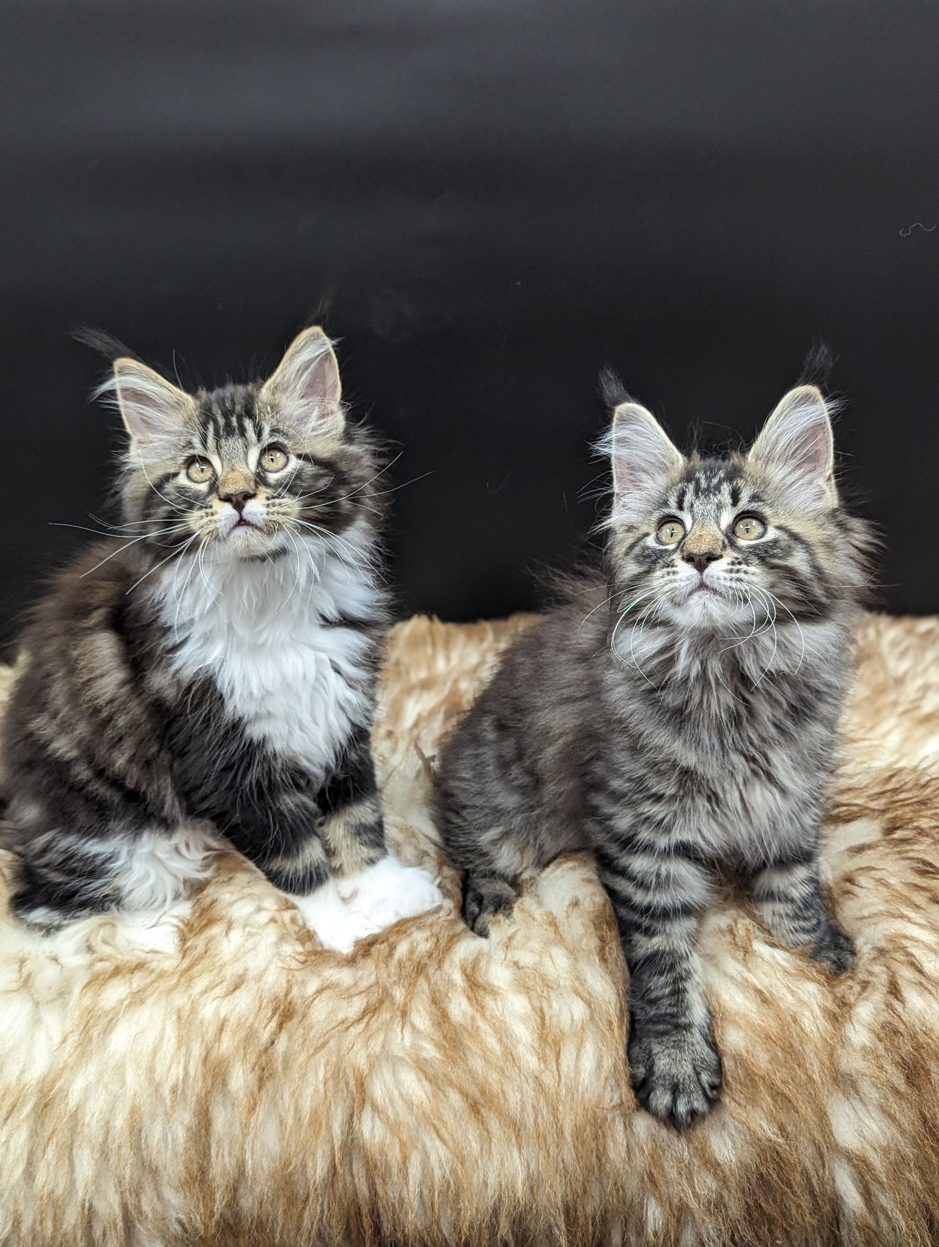 maine coonFluffy Cat