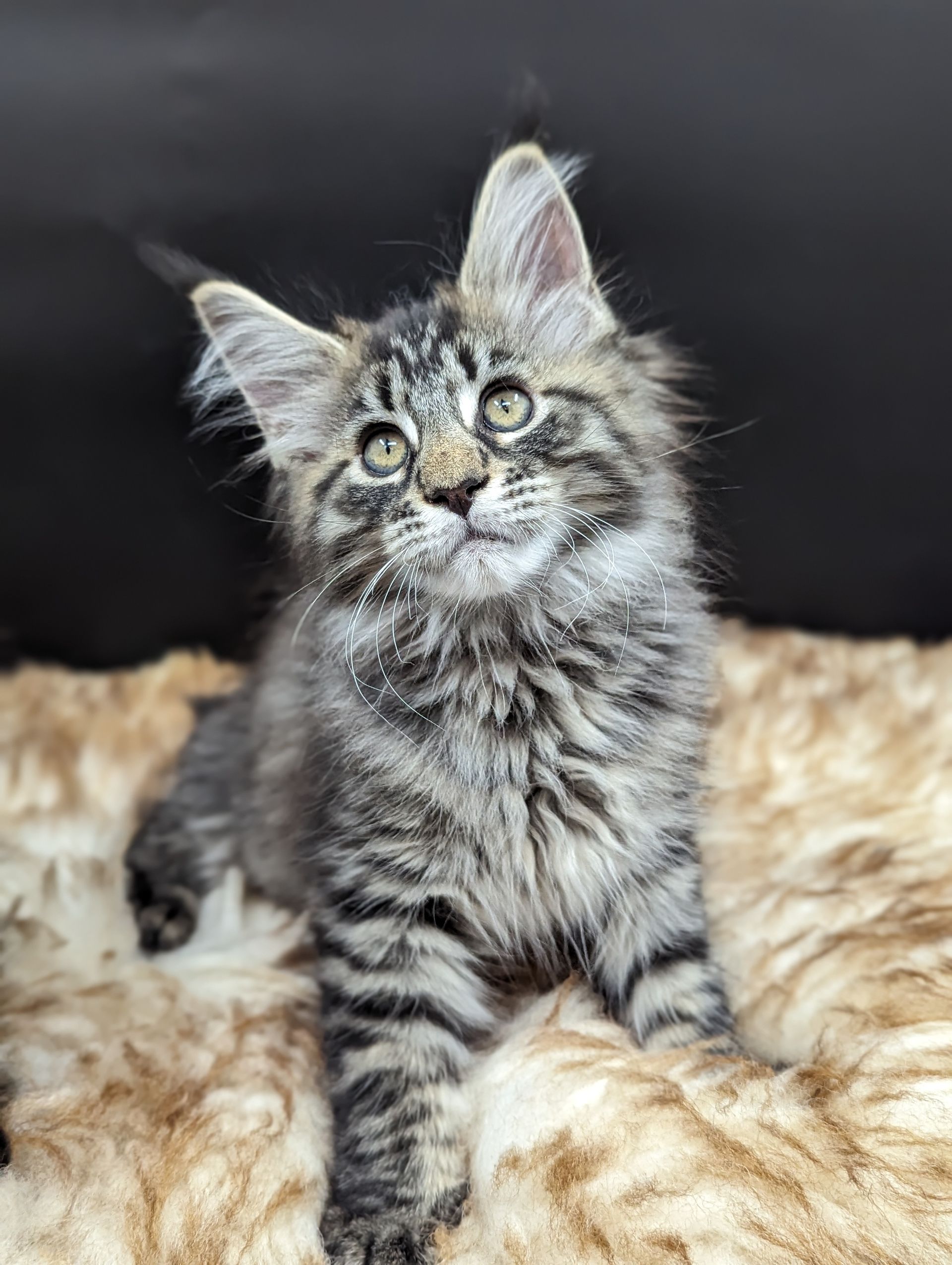 maine coon