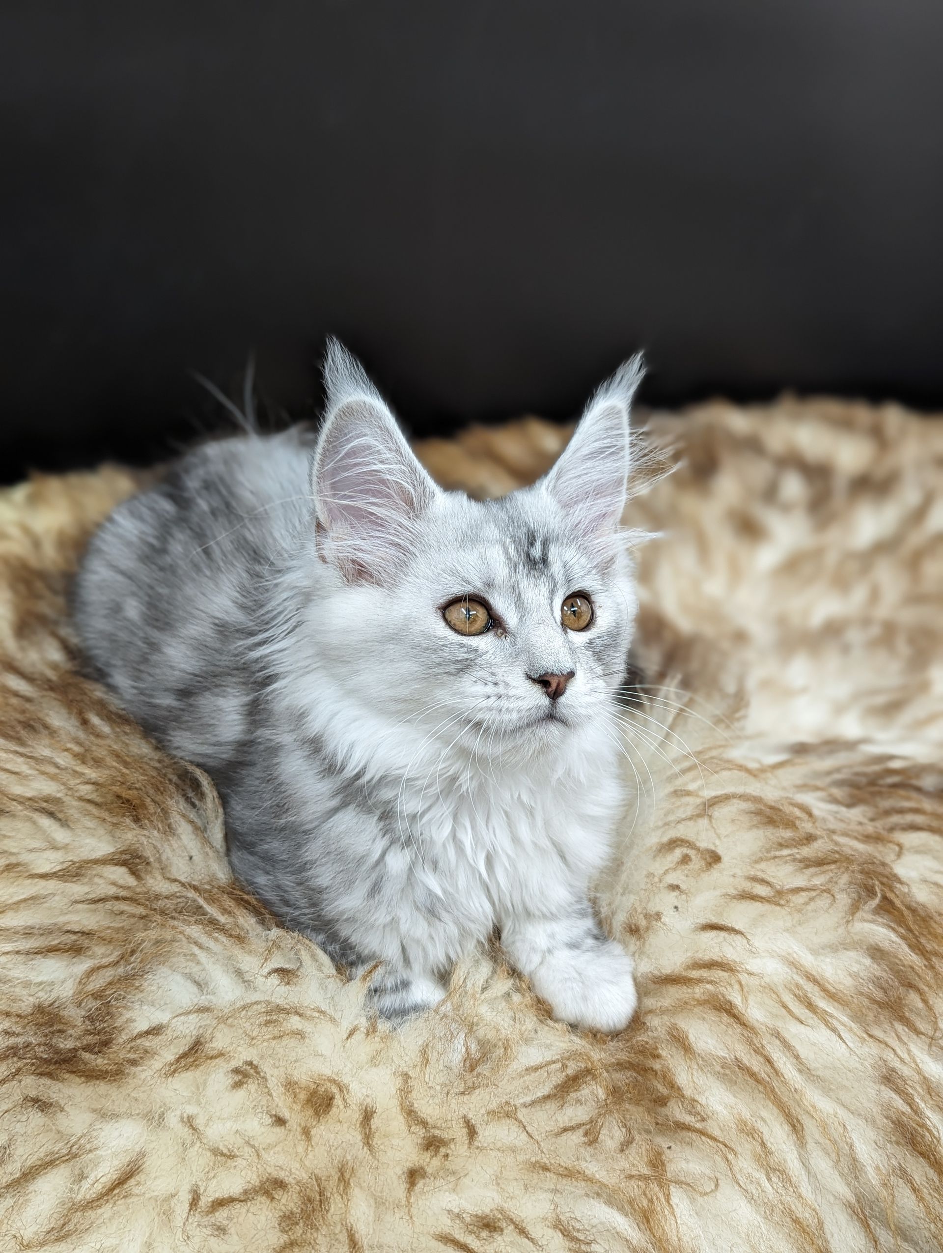 maine coon