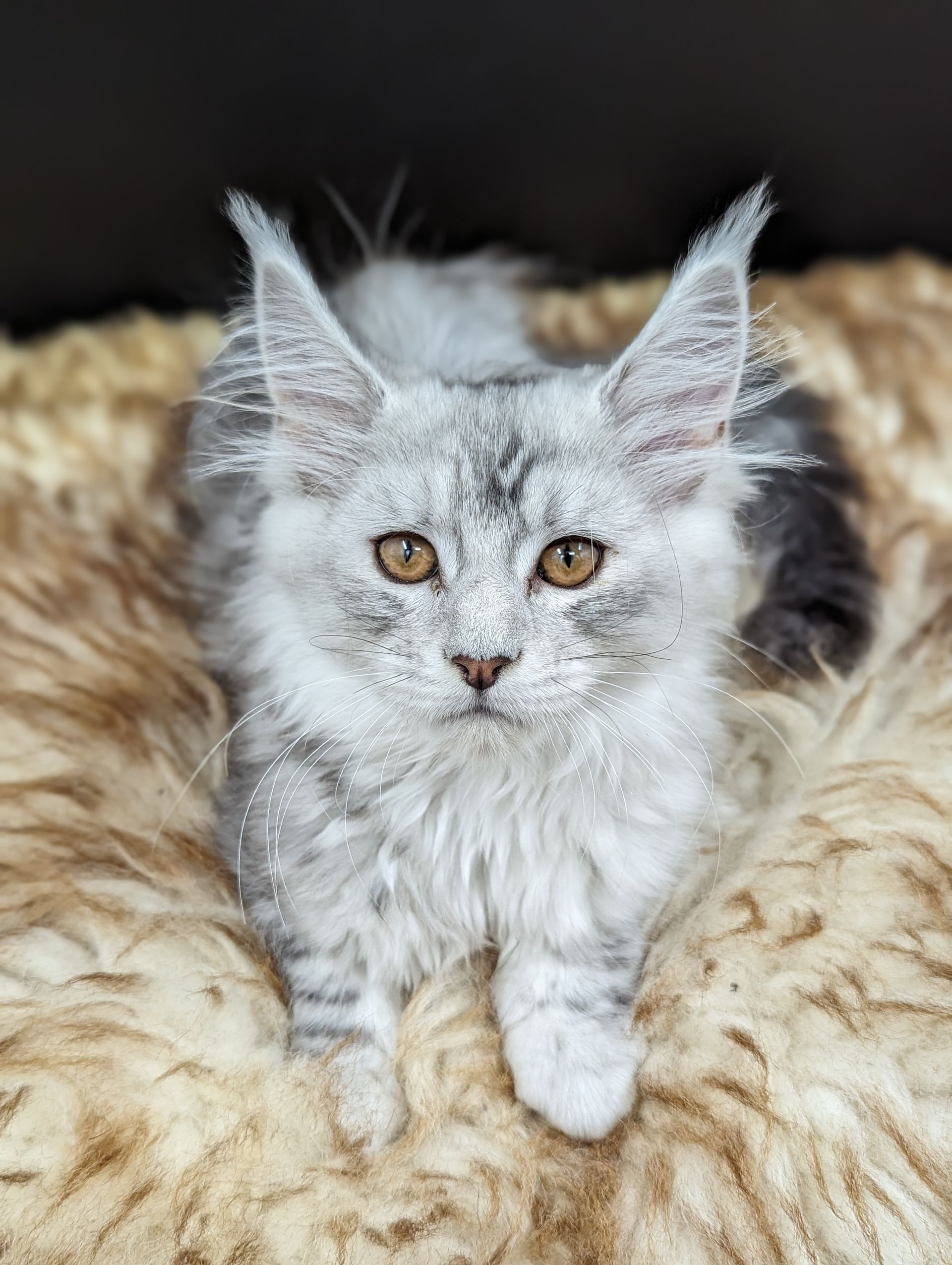 maine coon