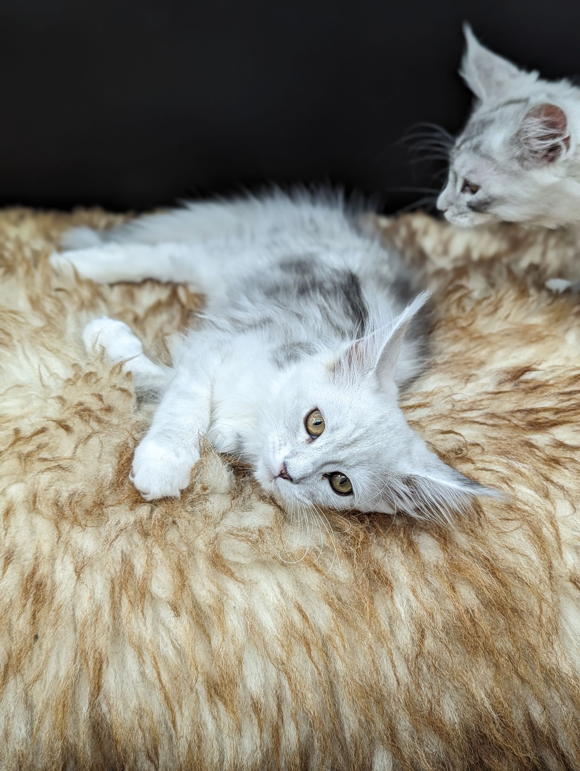 Fluffy Cat