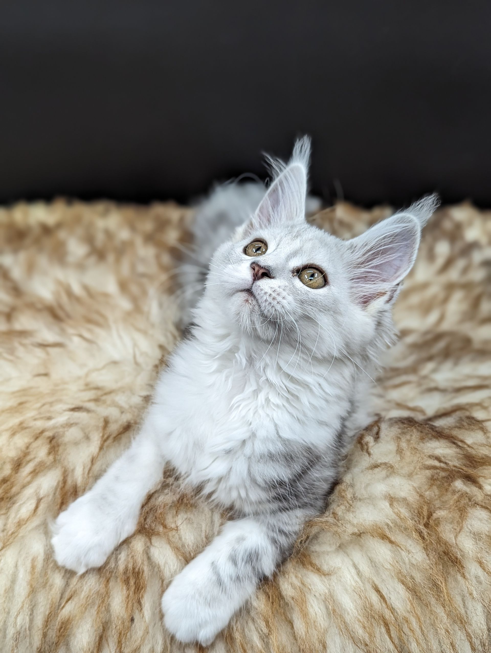 maine coon