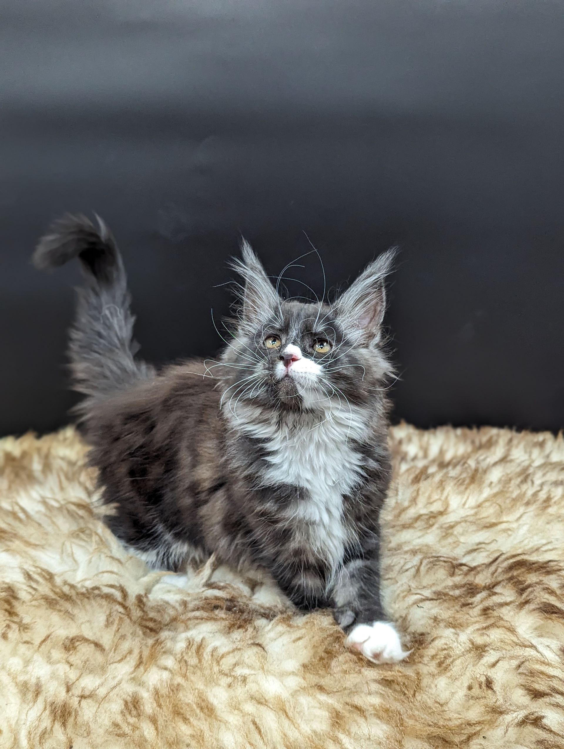 maine coon