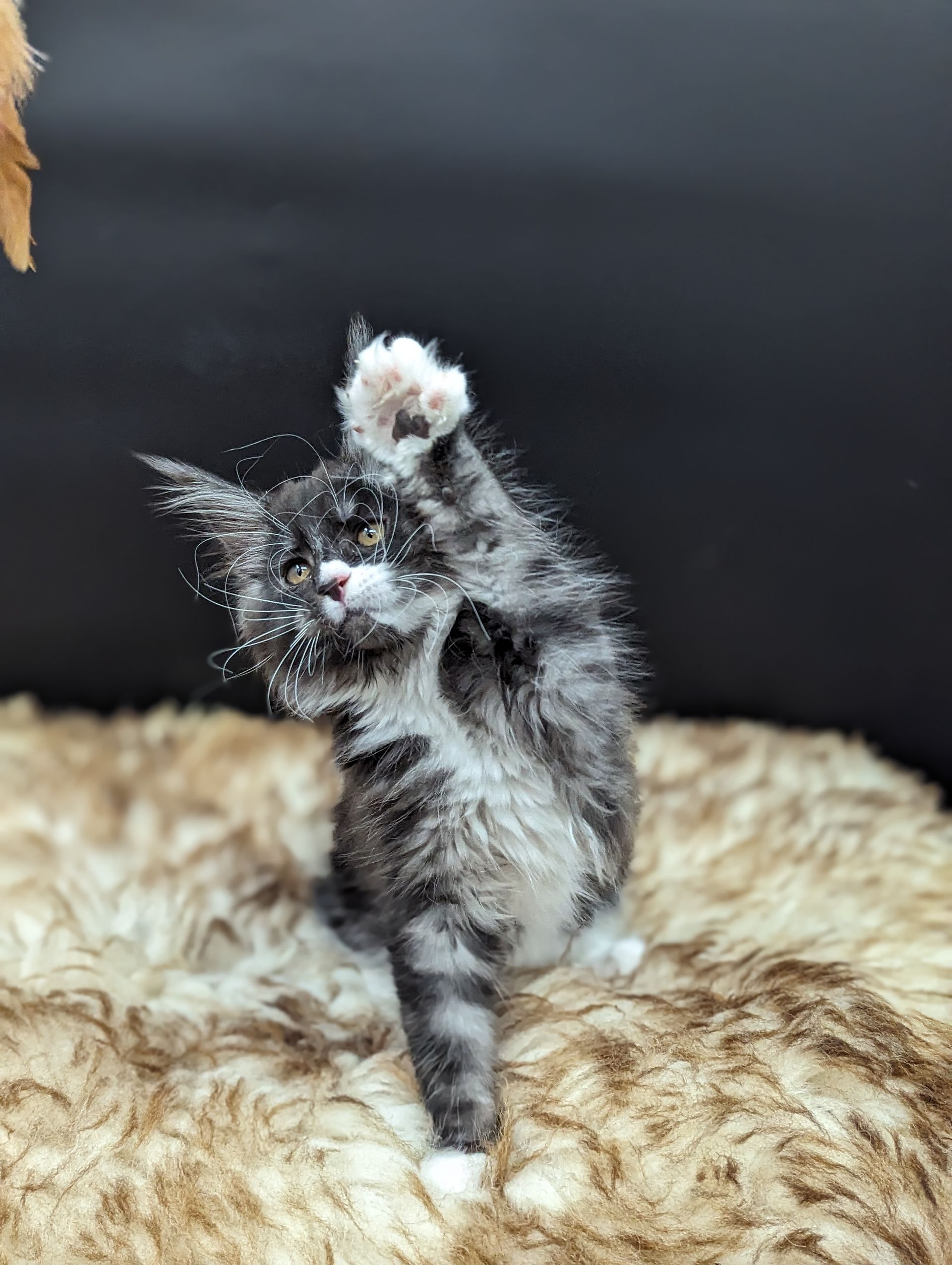 Fluffy Cat