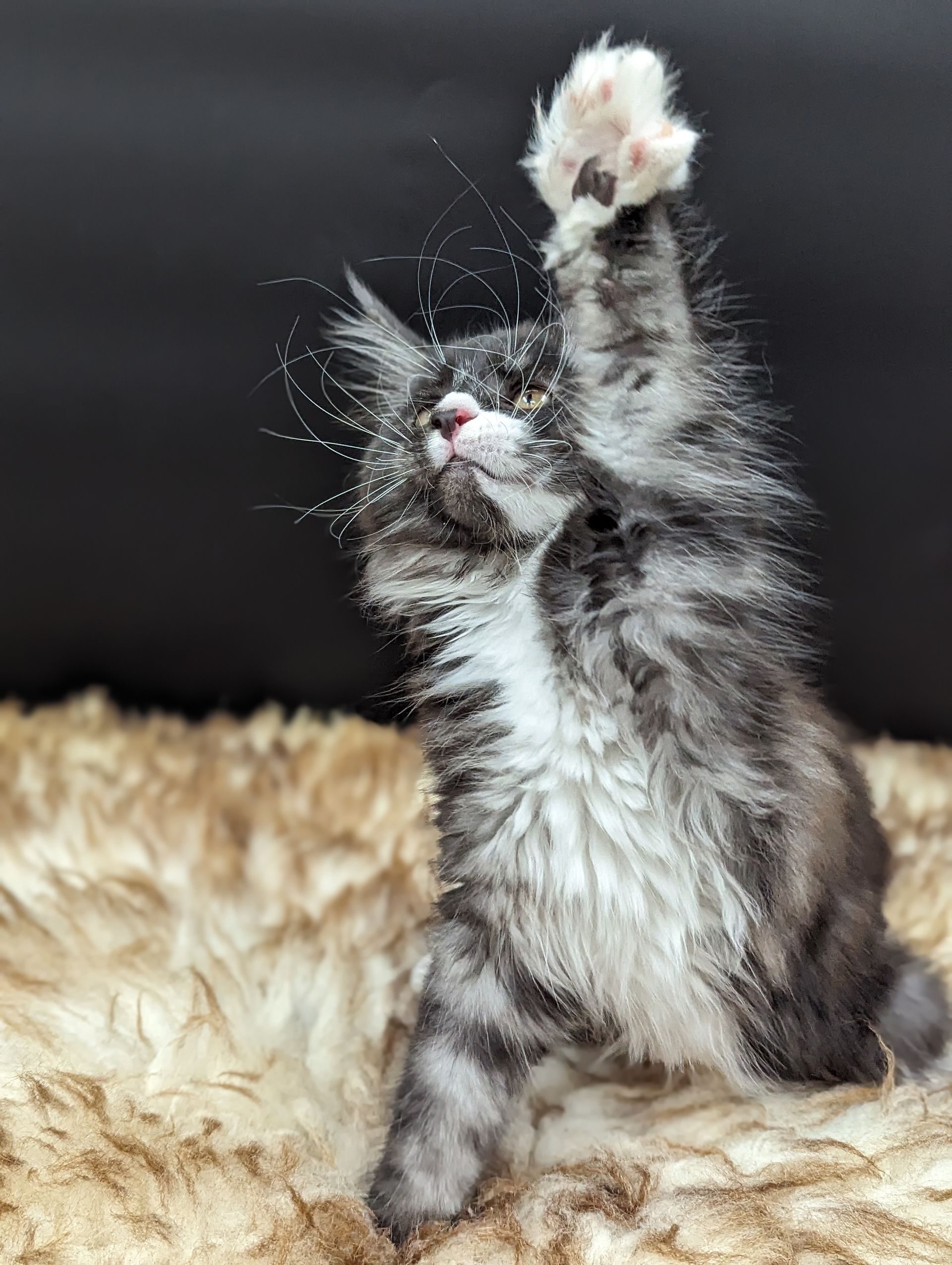maine coon