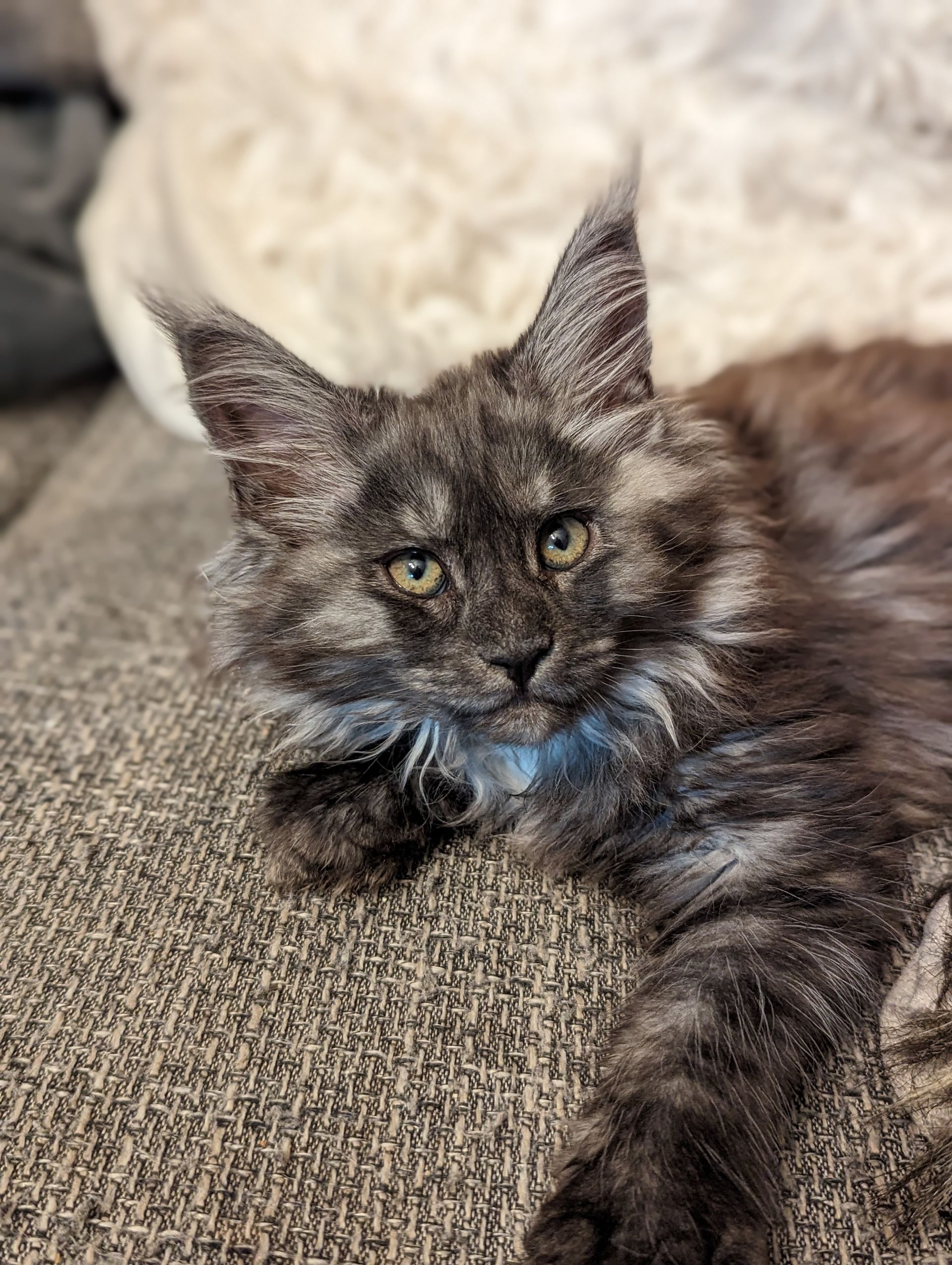 maine coon