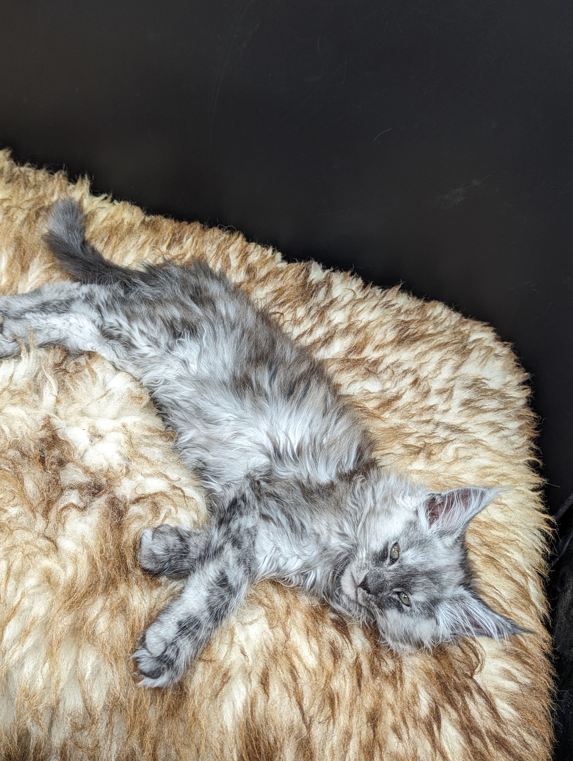 Fluffy Cat