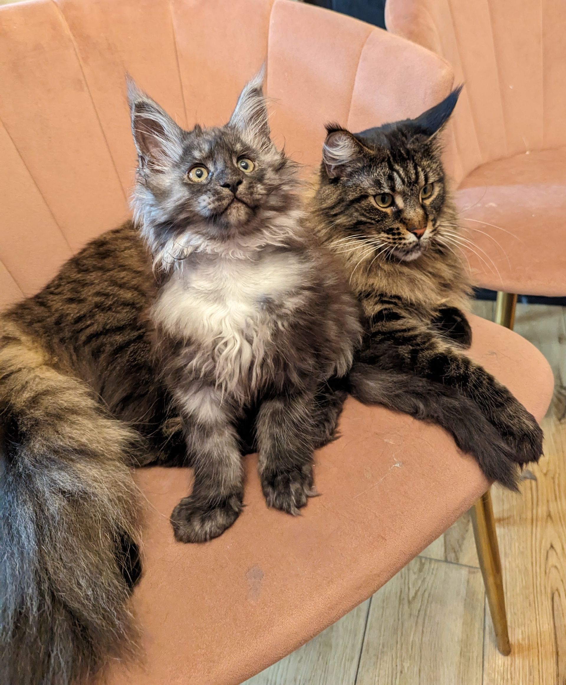 maine coon