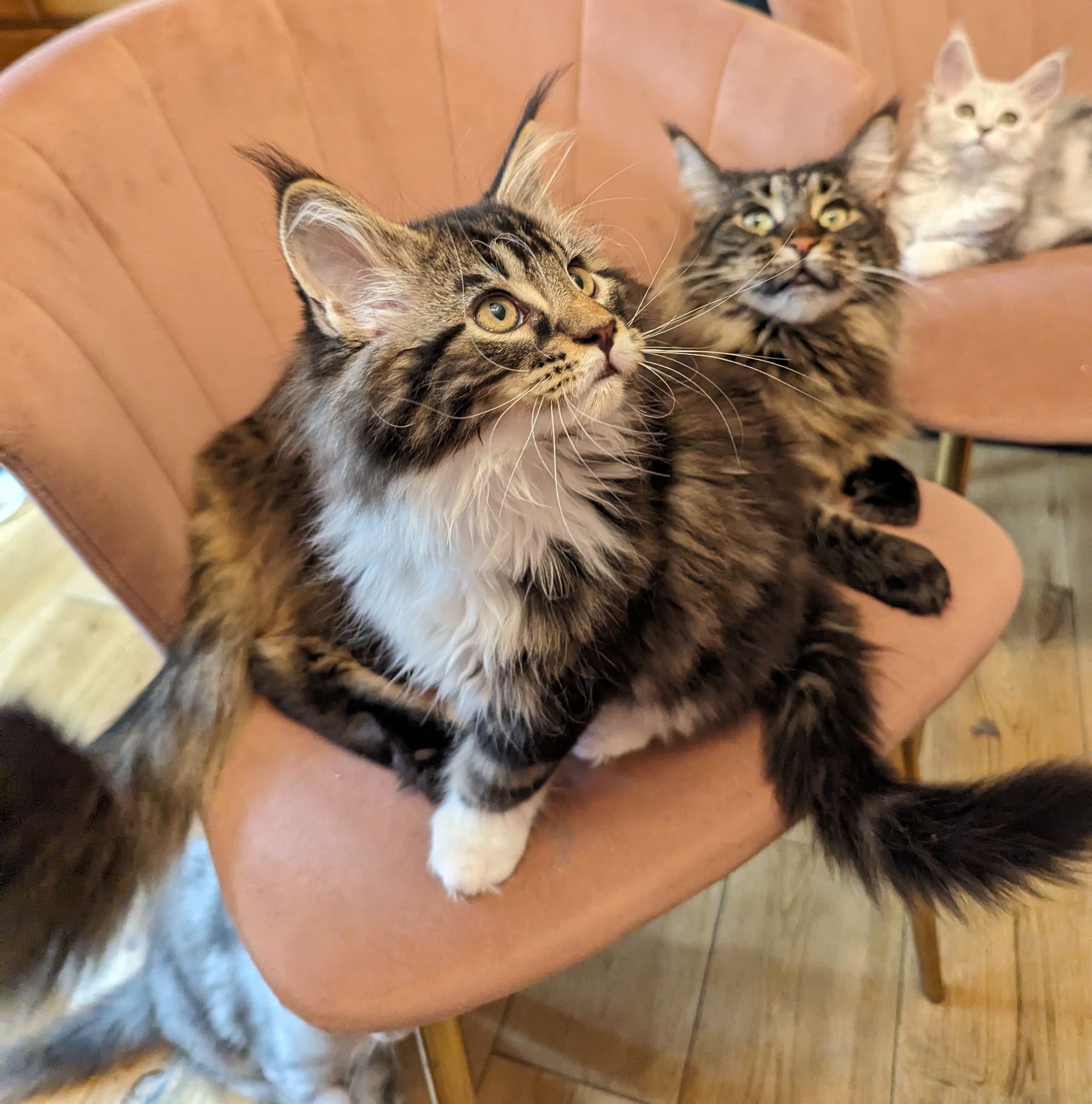 Fluffy Cat